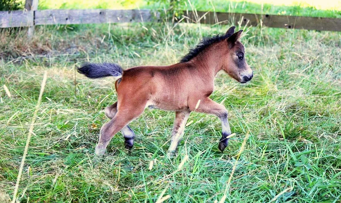 Iway%2BCheval%2BChamadou%2B4.jpg