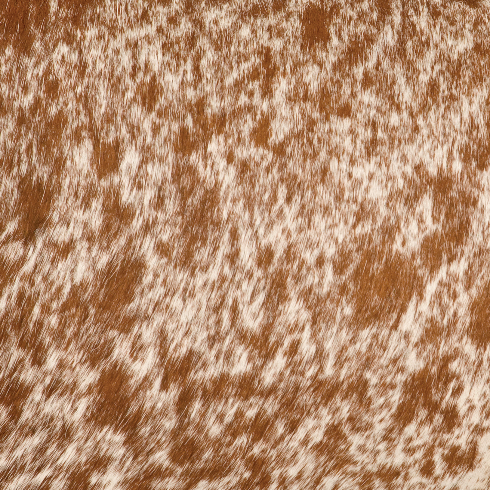 Speckled Light Brown Hair on Hide Leather
