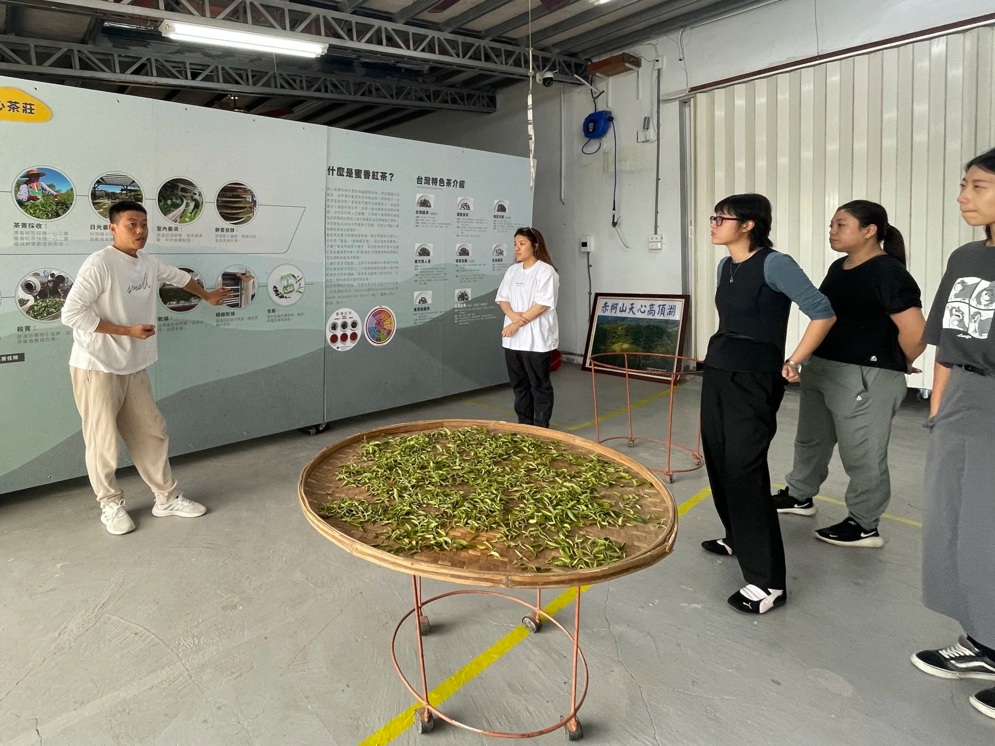 【天心茶園】參訪
