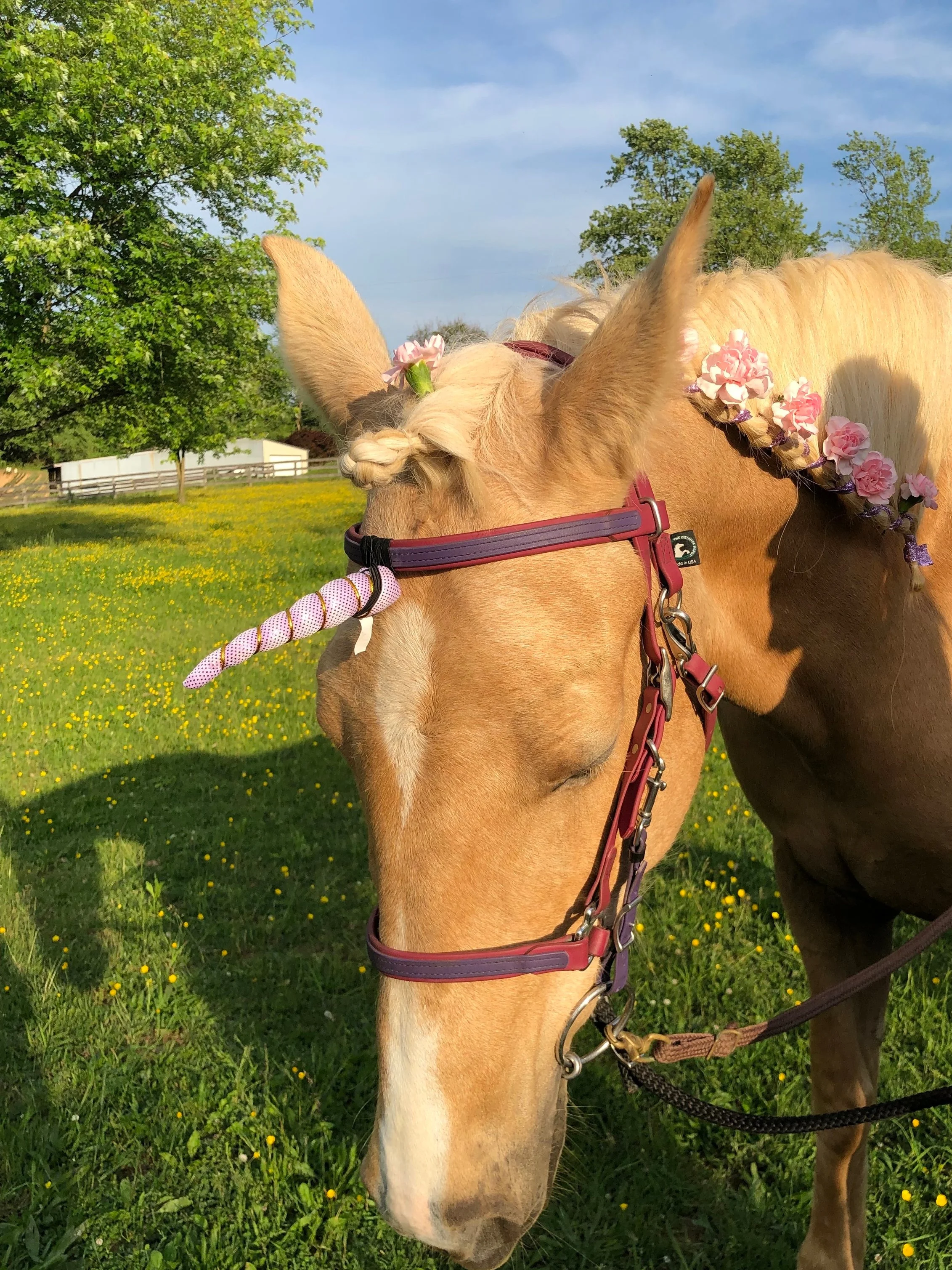 Meg+Unicorn+Eyes+Shut.jpg