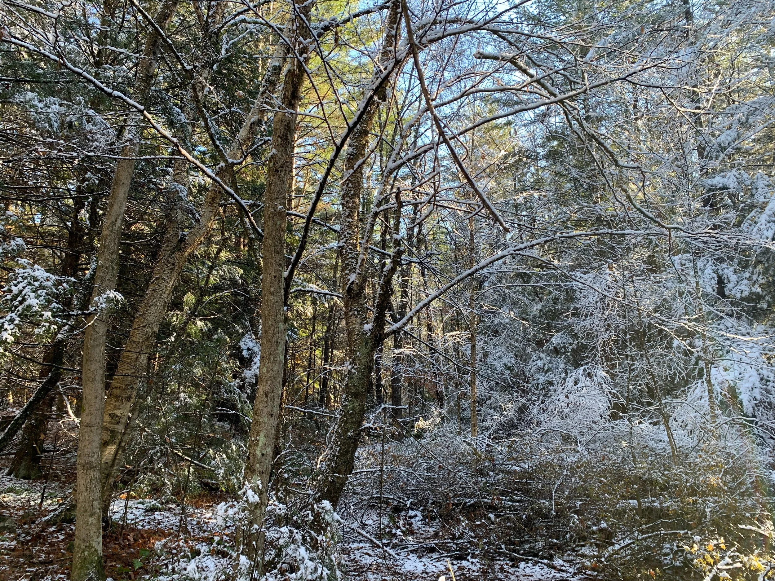 Live Online: Mindfulness Based Stress Reduction through New York Insight Meditation Center