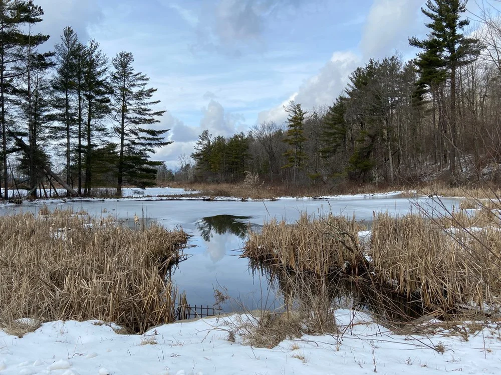 Online, Via Zoom: Winter 2024 MBSR Teacher Training: MBSR Intensive Practice and Teaching (IPT)