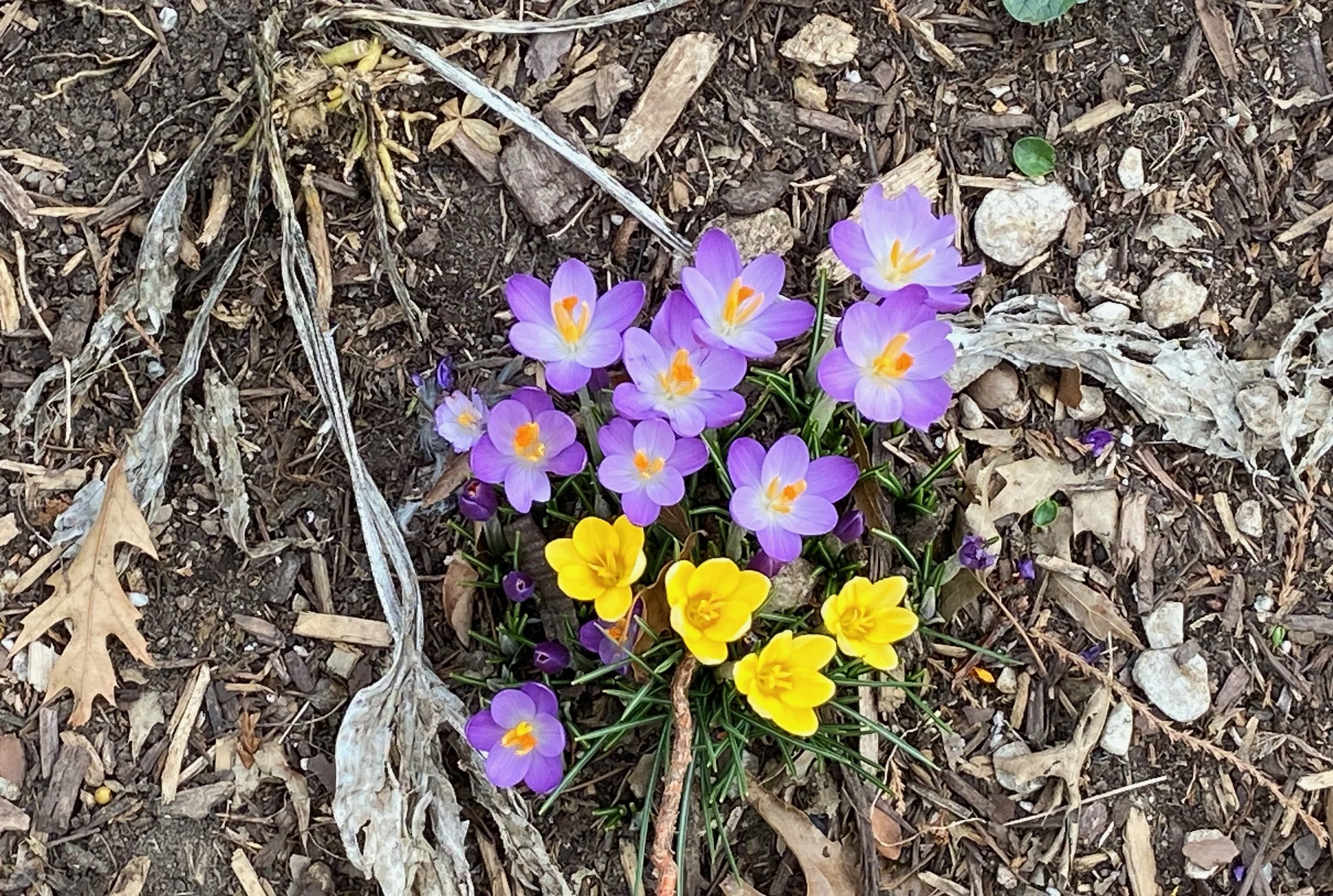 Live Online: Wednesday evenings: Mindfulness Based Stress Reduction through New York Insight Meditation Center