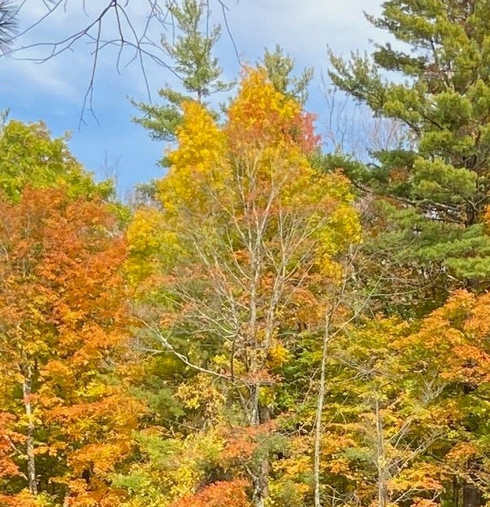 Live Online: Wednesday evenings: Mindfulness Based Stress Reduction through New York Insight Meditation Center 