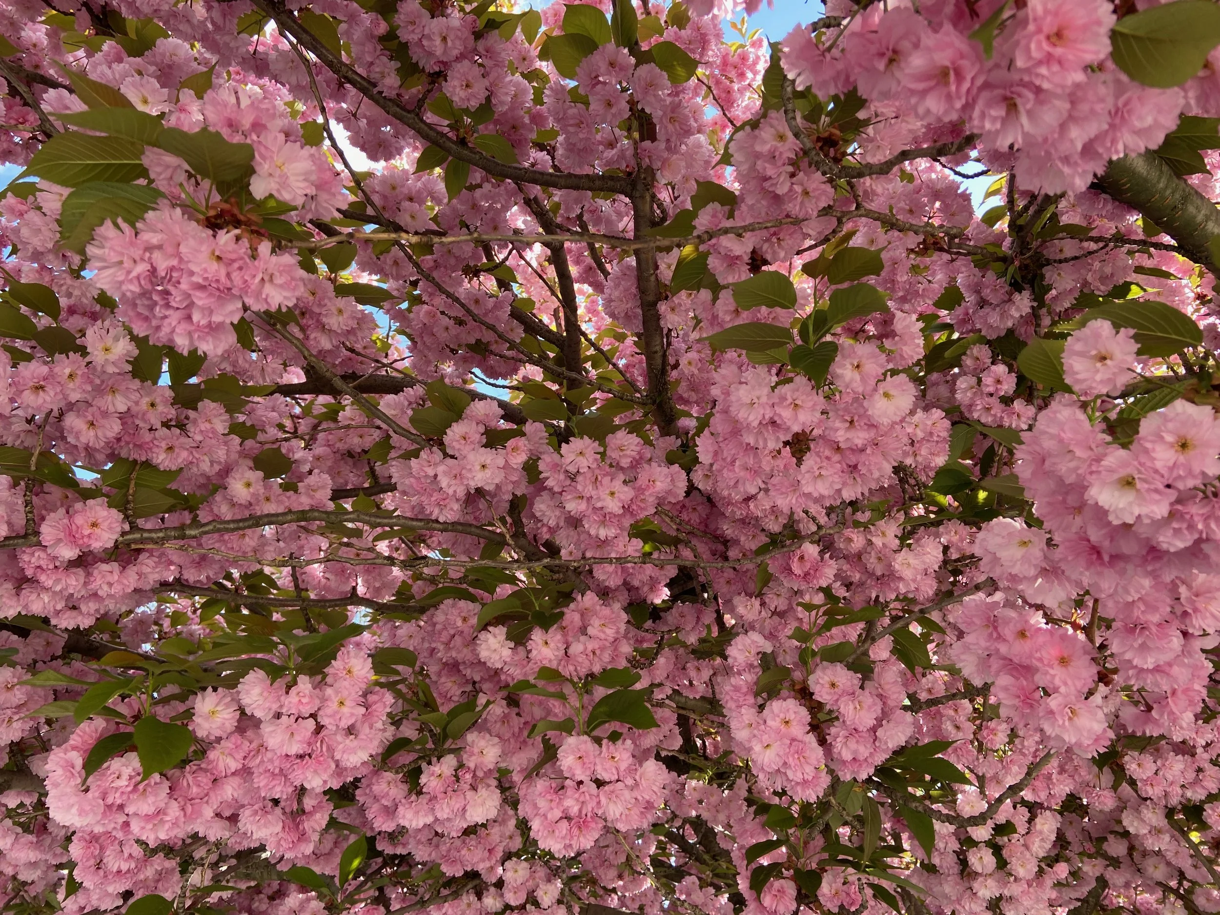 In Person: Wednesday mornings Mindfulness Based Stress Reduction through New York Insight Meditation Center