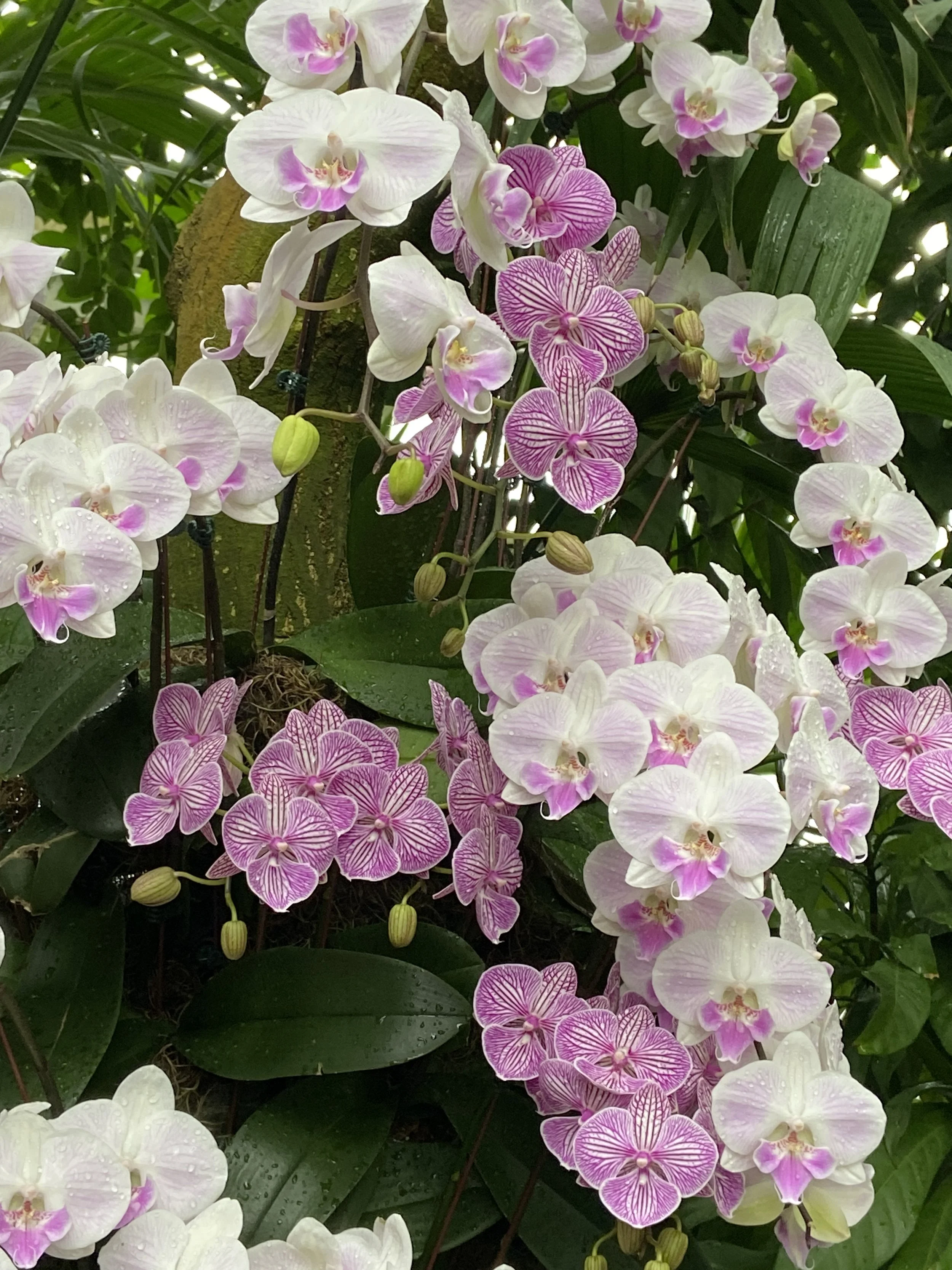 In-Person and Online: Becoming a Master Gardener of Your Heart and Mind  Part 2:  Cultivating the Beautiful - Exploring the Seven Factors of Awakening