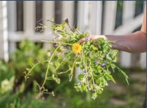 In-Person and Online: Becoming a Master Gardener of Your Heart and Mind  Part 1: Recognizing the weeds – exploring the Five Hindrances