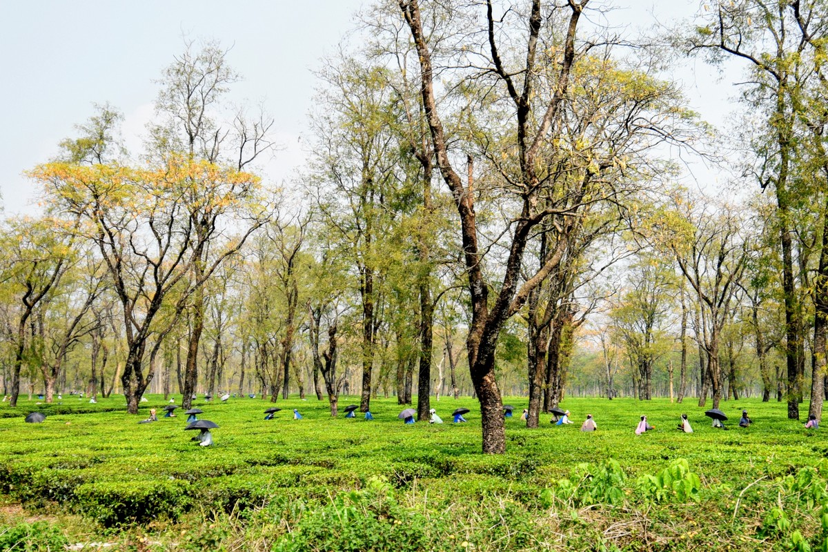 Tea Plantations, outside of Bagdogra
