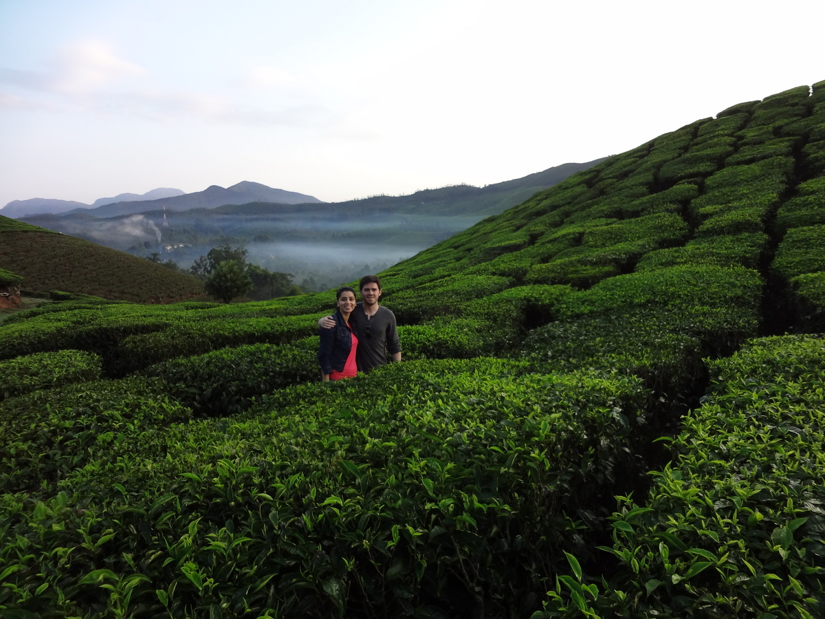 Tea Plantations, Munnar