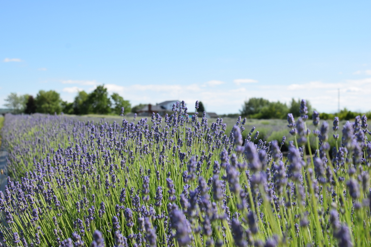 Niagara on the Lake, Ontario