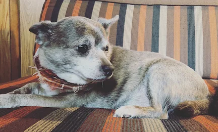 chewy.jpg