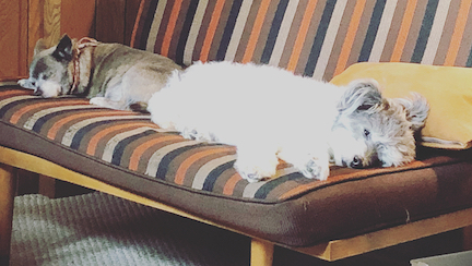 pupzz.jpg