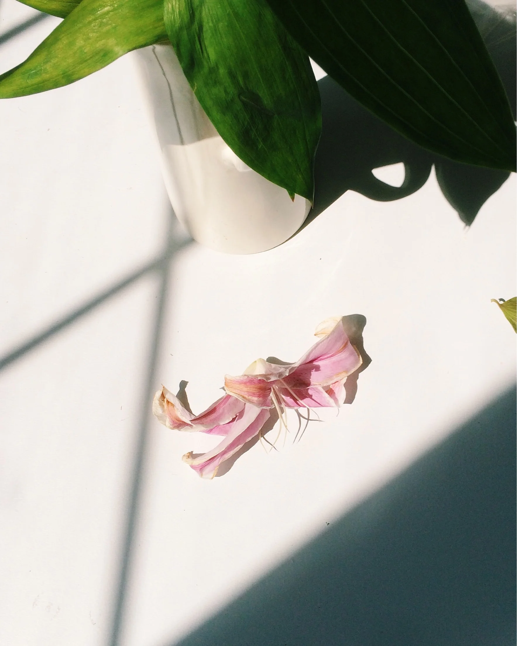 BHLDN