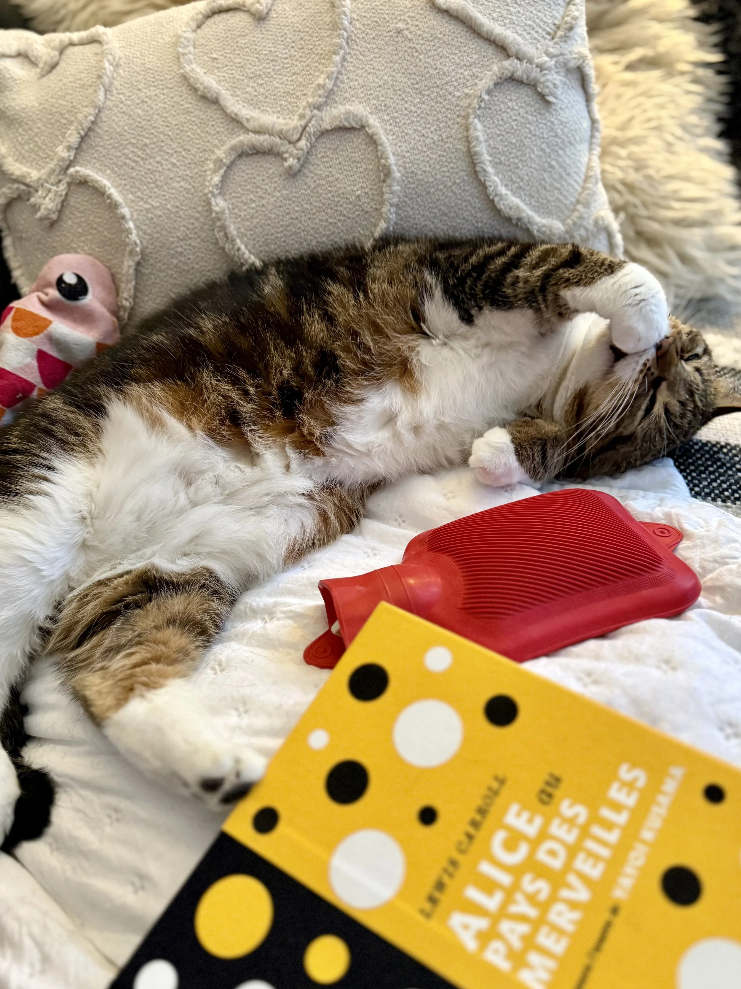 Un chat avec une bouillotte et un livre qui se pijoune