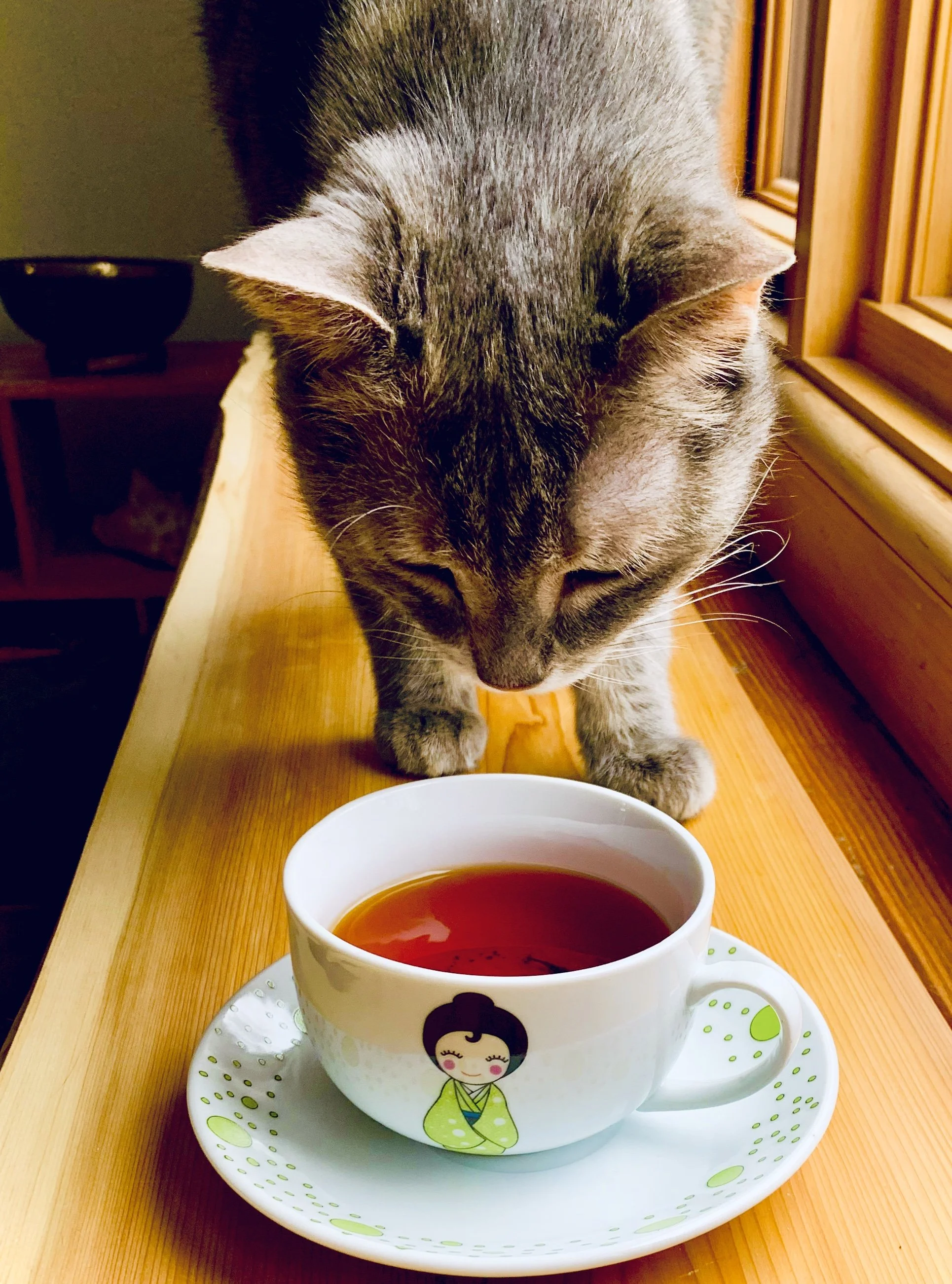 chat qui renfile une tasse de thé