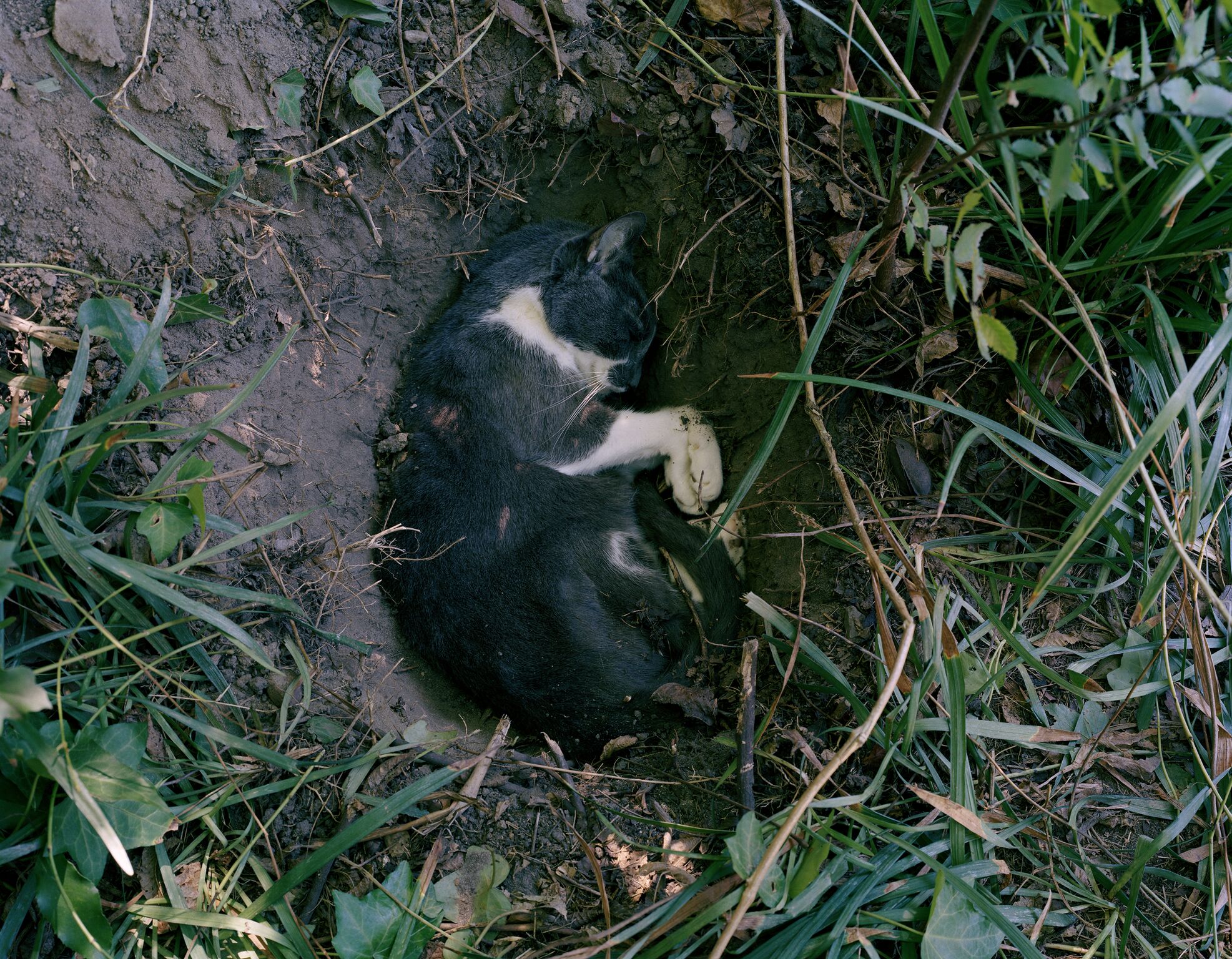 2017_3B_Porkchop_24x30.jpg
