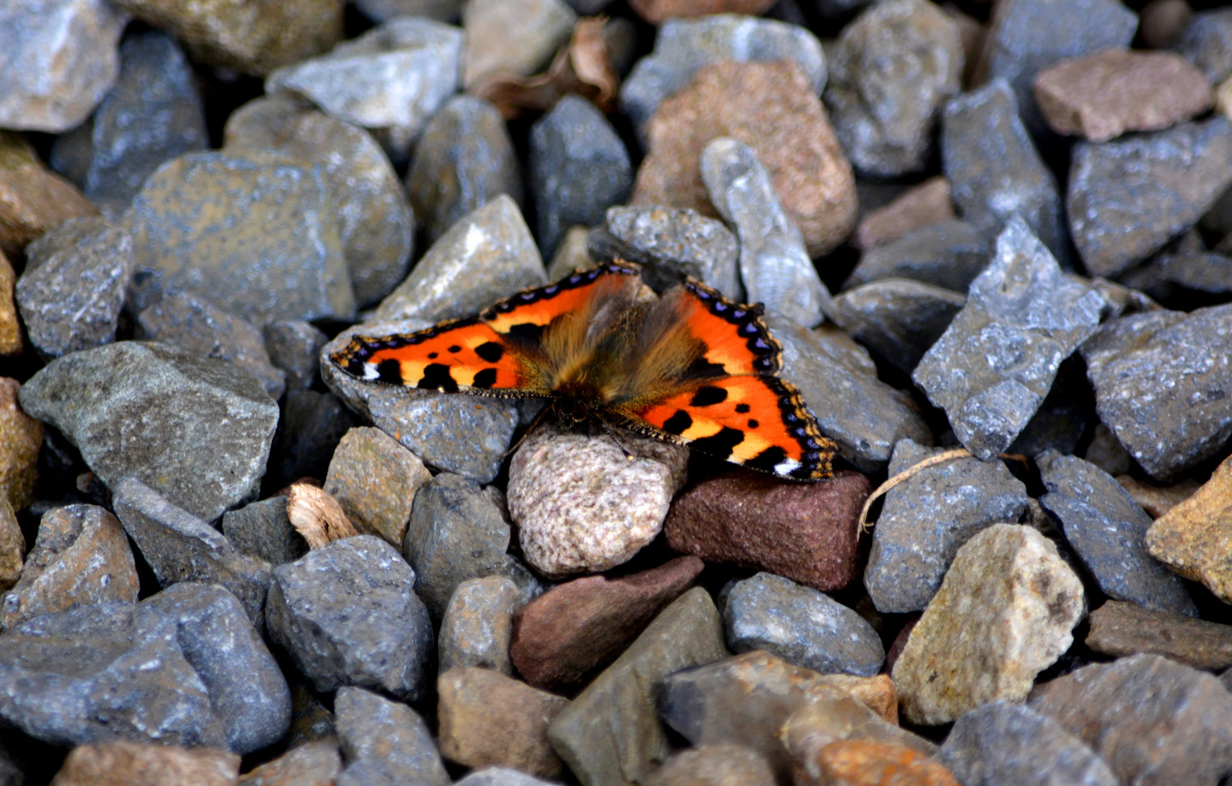 DSC_0877.JPG