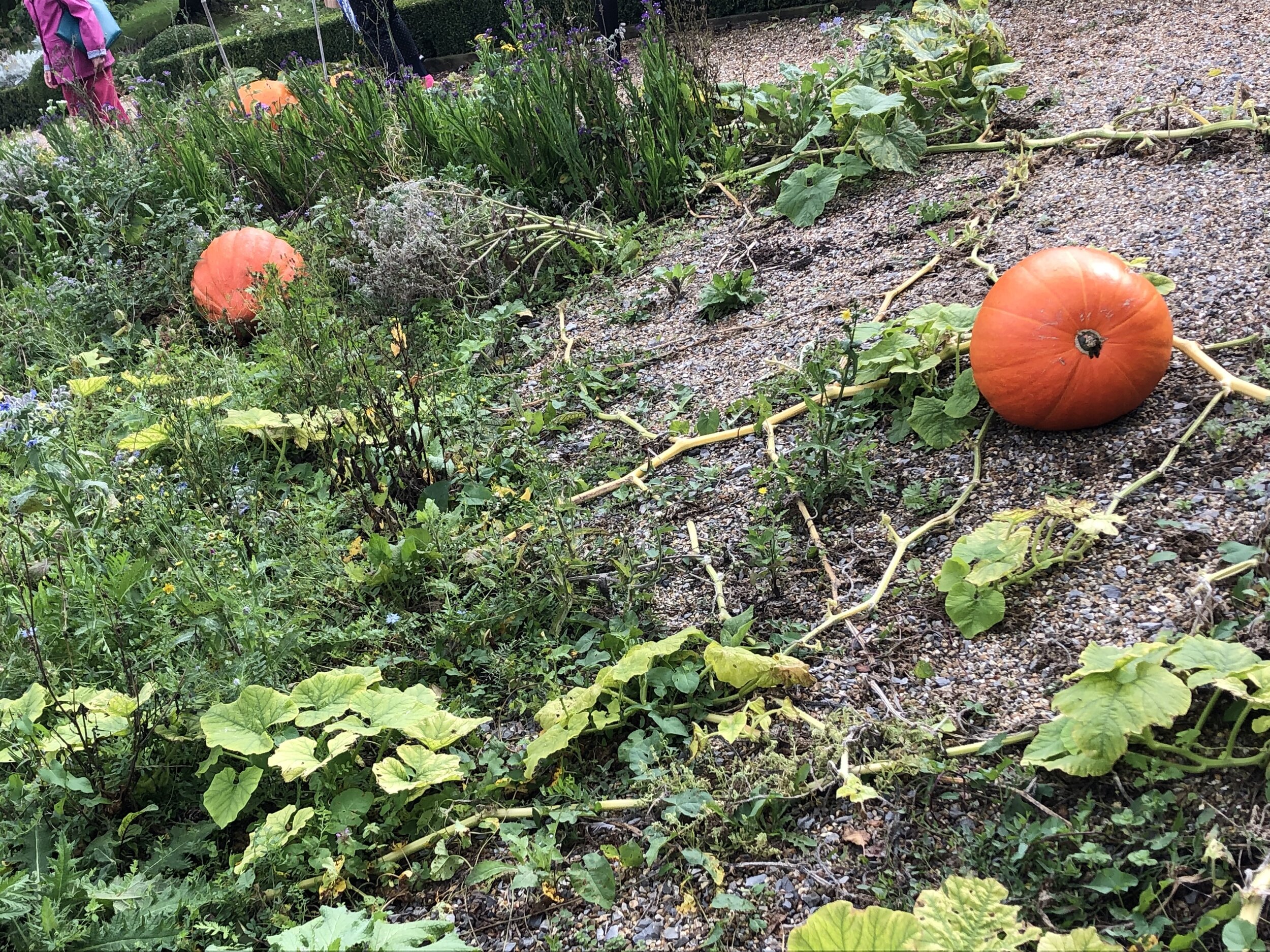 Wilton Park Pumpkins.jpg