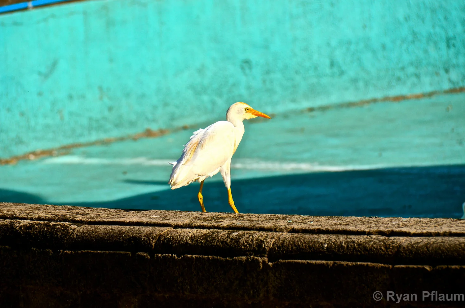 StKitts-11.jpg