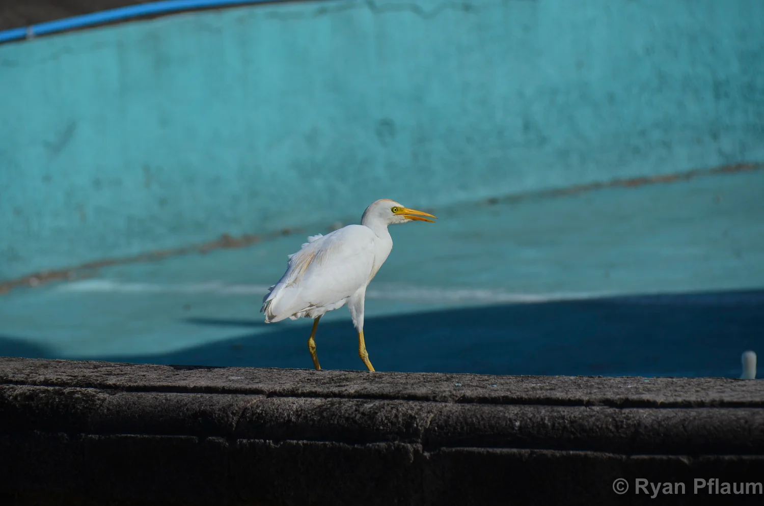 StKitts-12.jpg