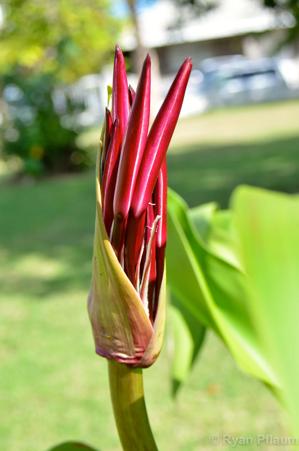 StKitts-23.jpg