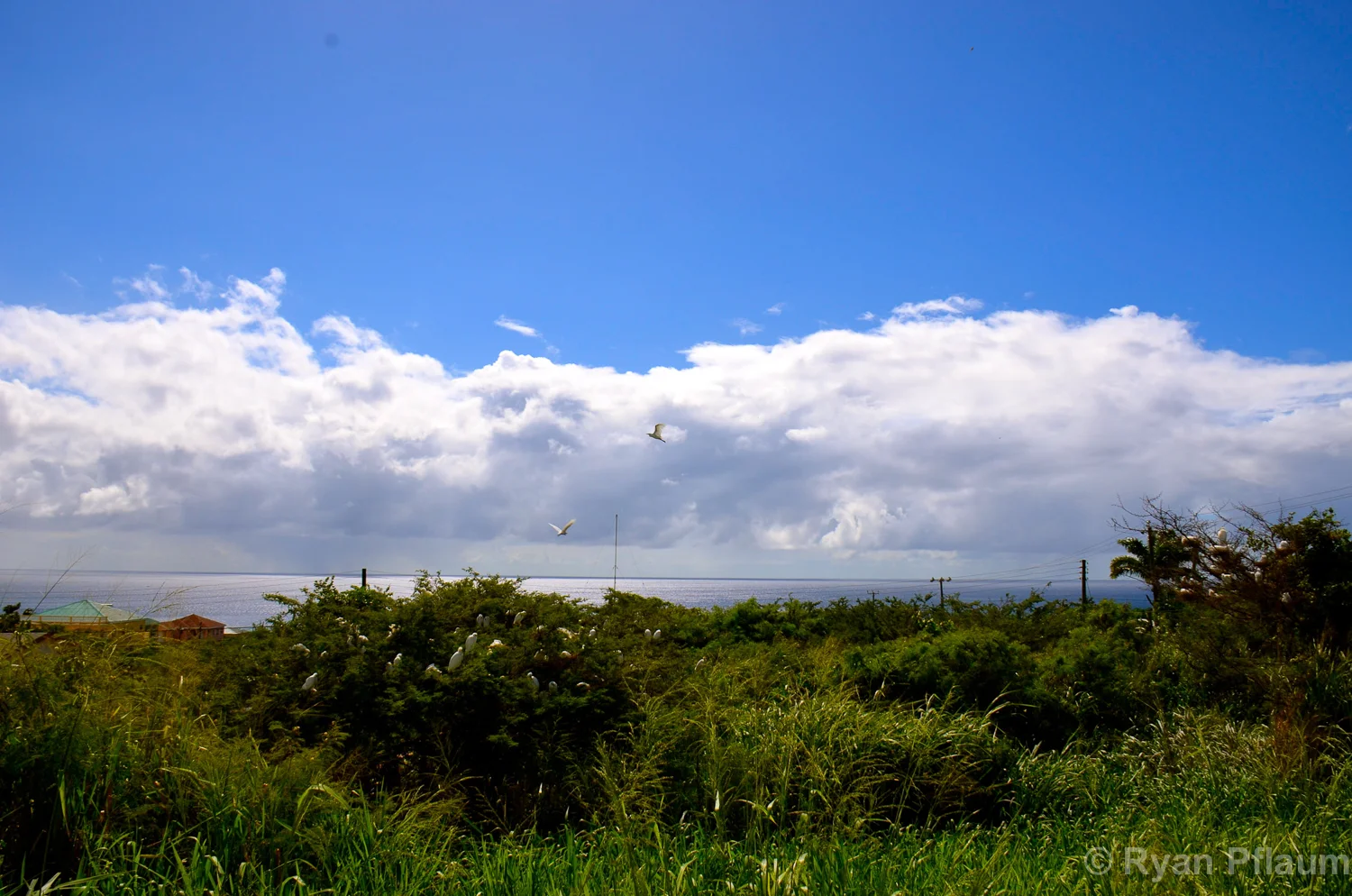 StKitts-94.jpg