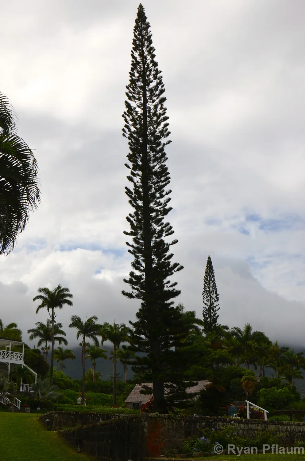 StKitts-145.jpg