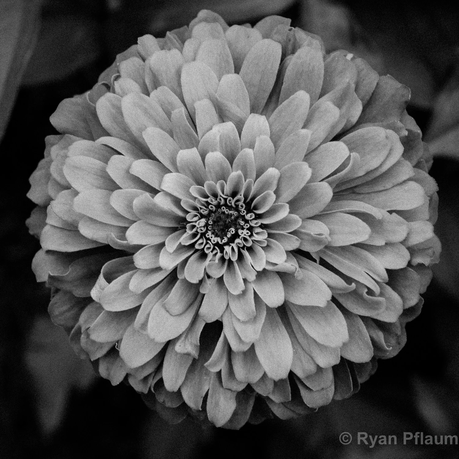 Day 30: Black & White