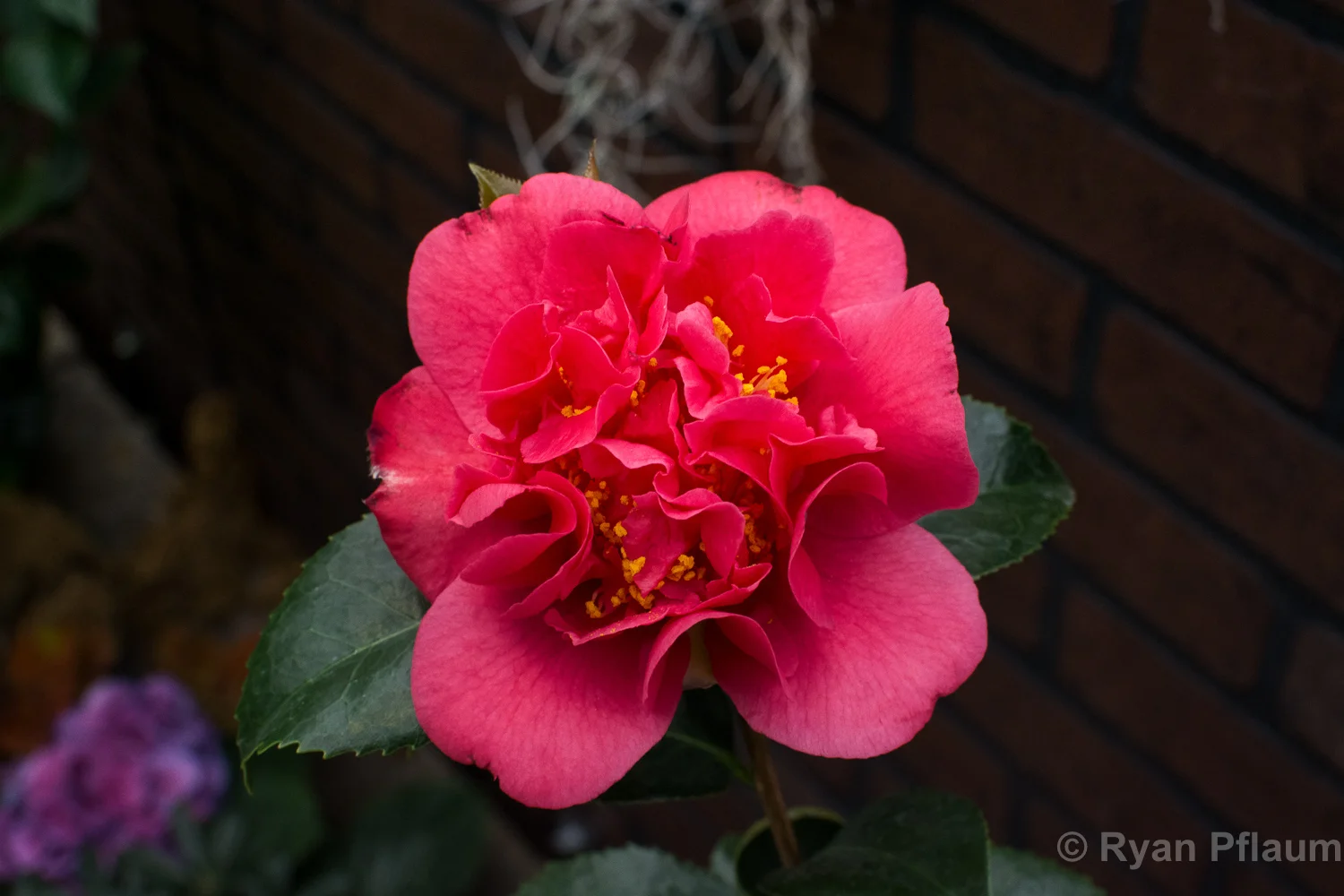 Flowers-18.jpg