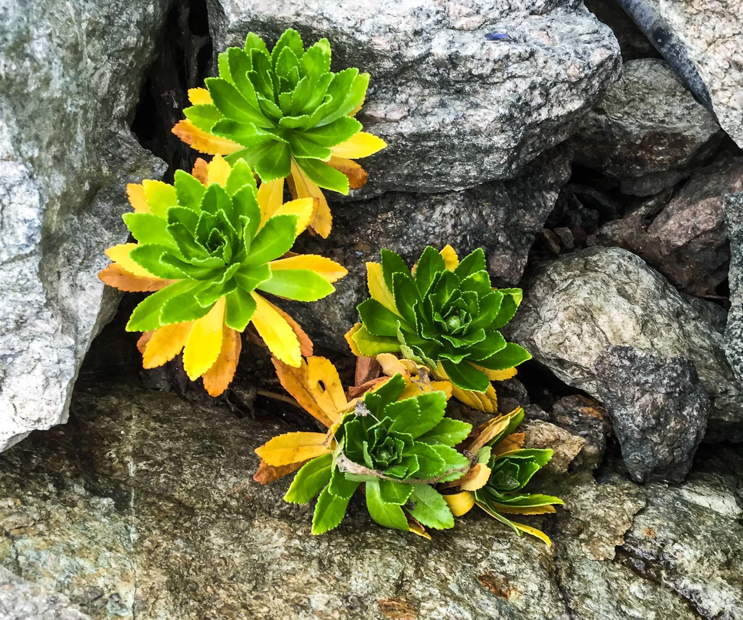 Flowers-15.jpg