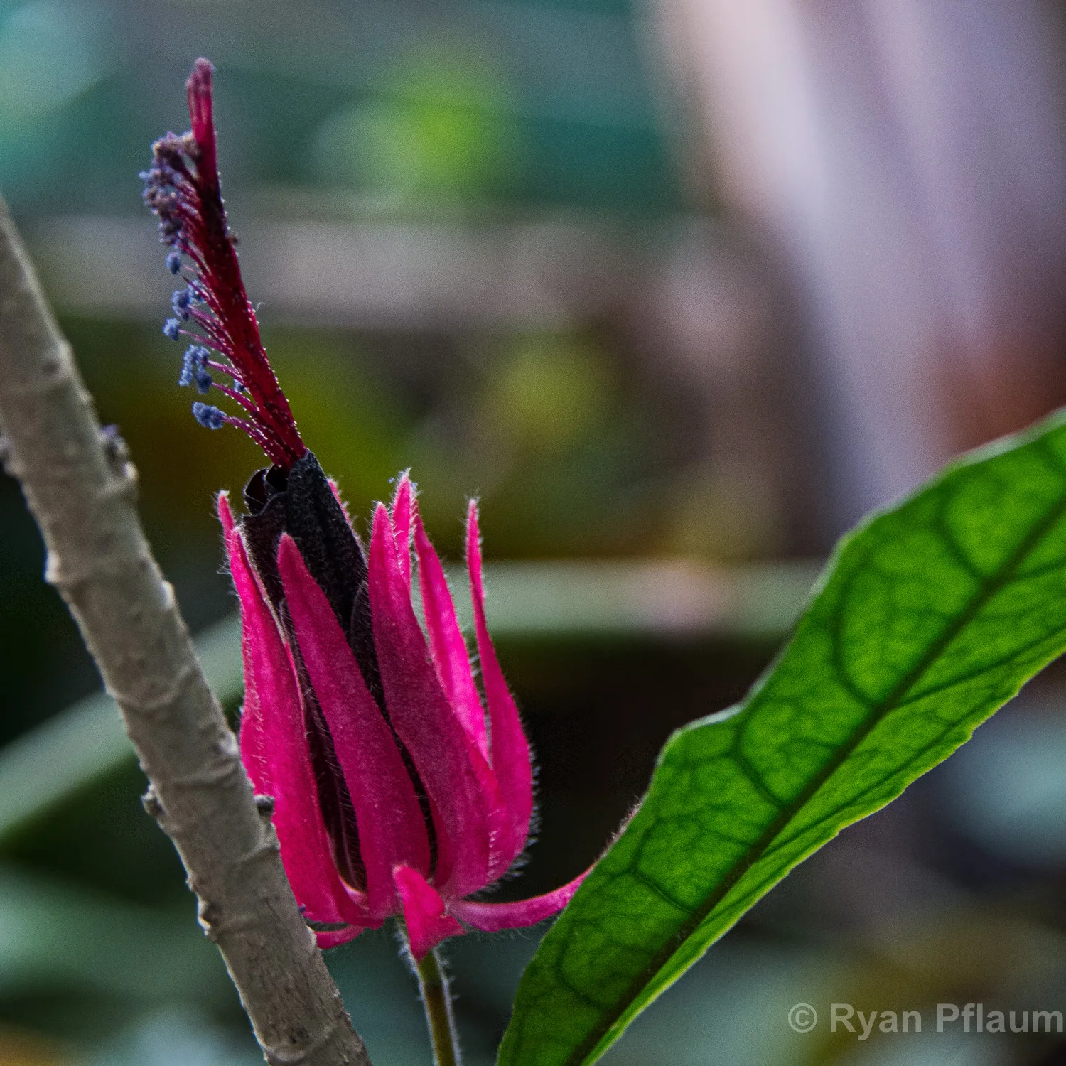 Flowers-16.jpg