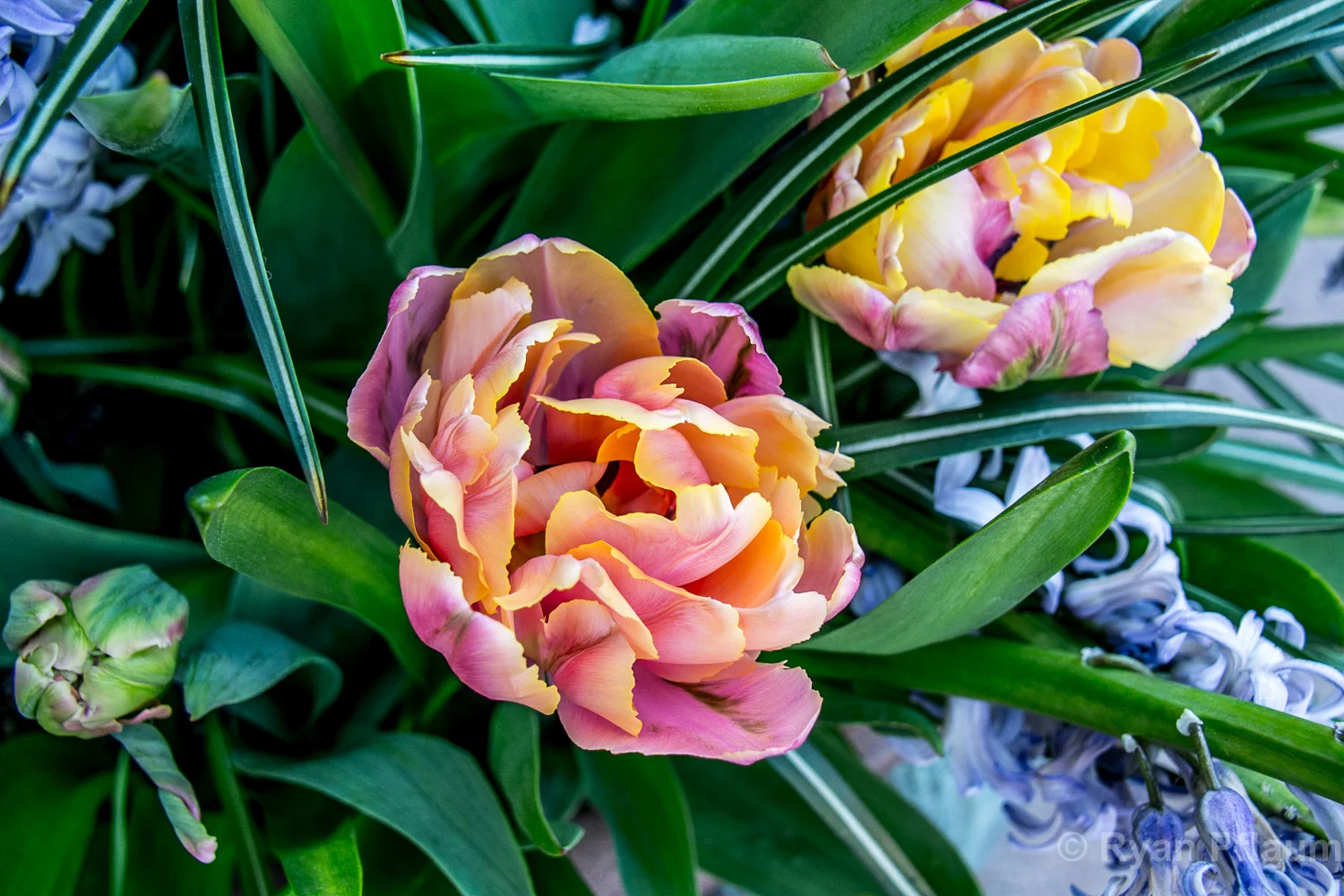 Flowers-13.jpg