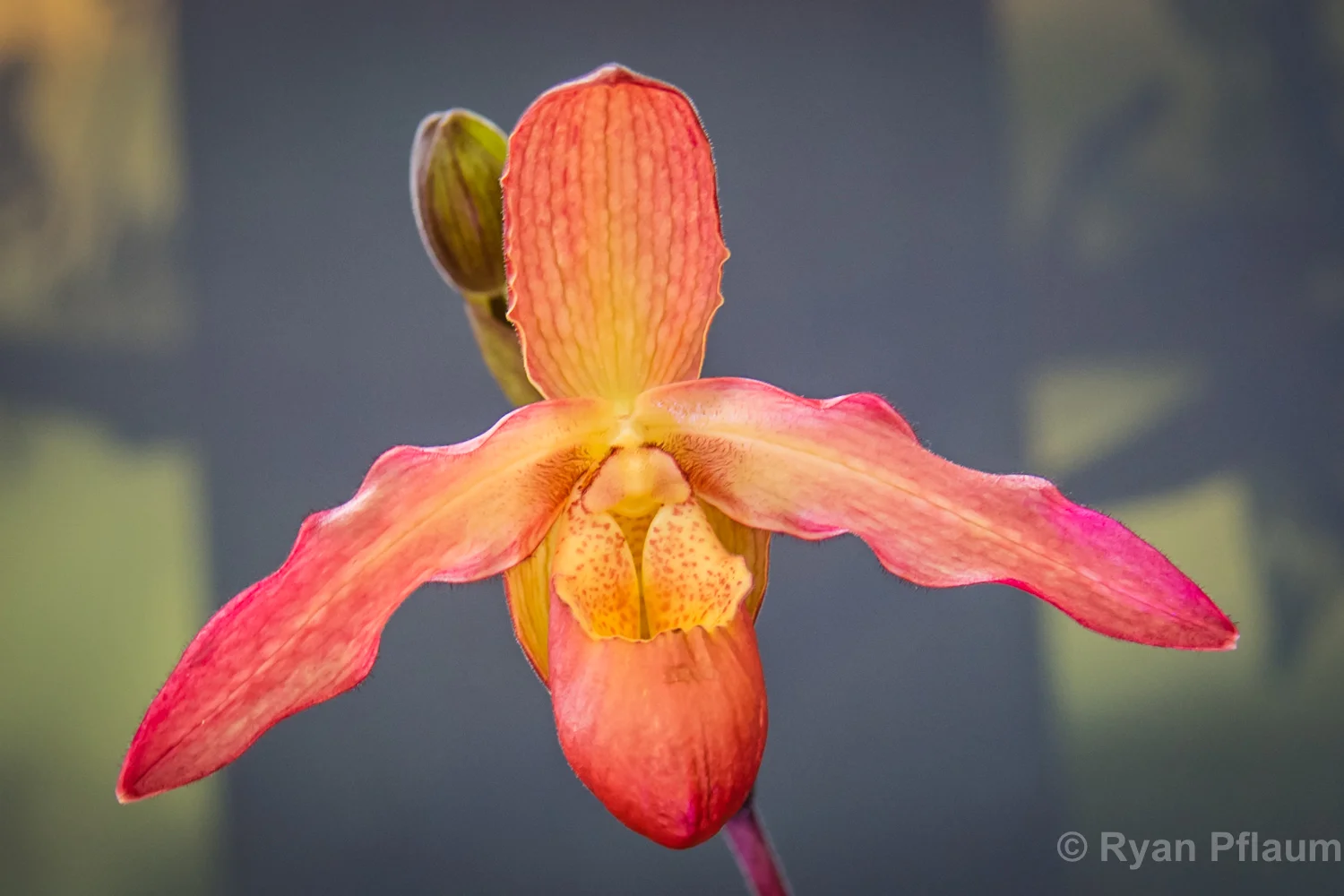 Flowers-6.jpg