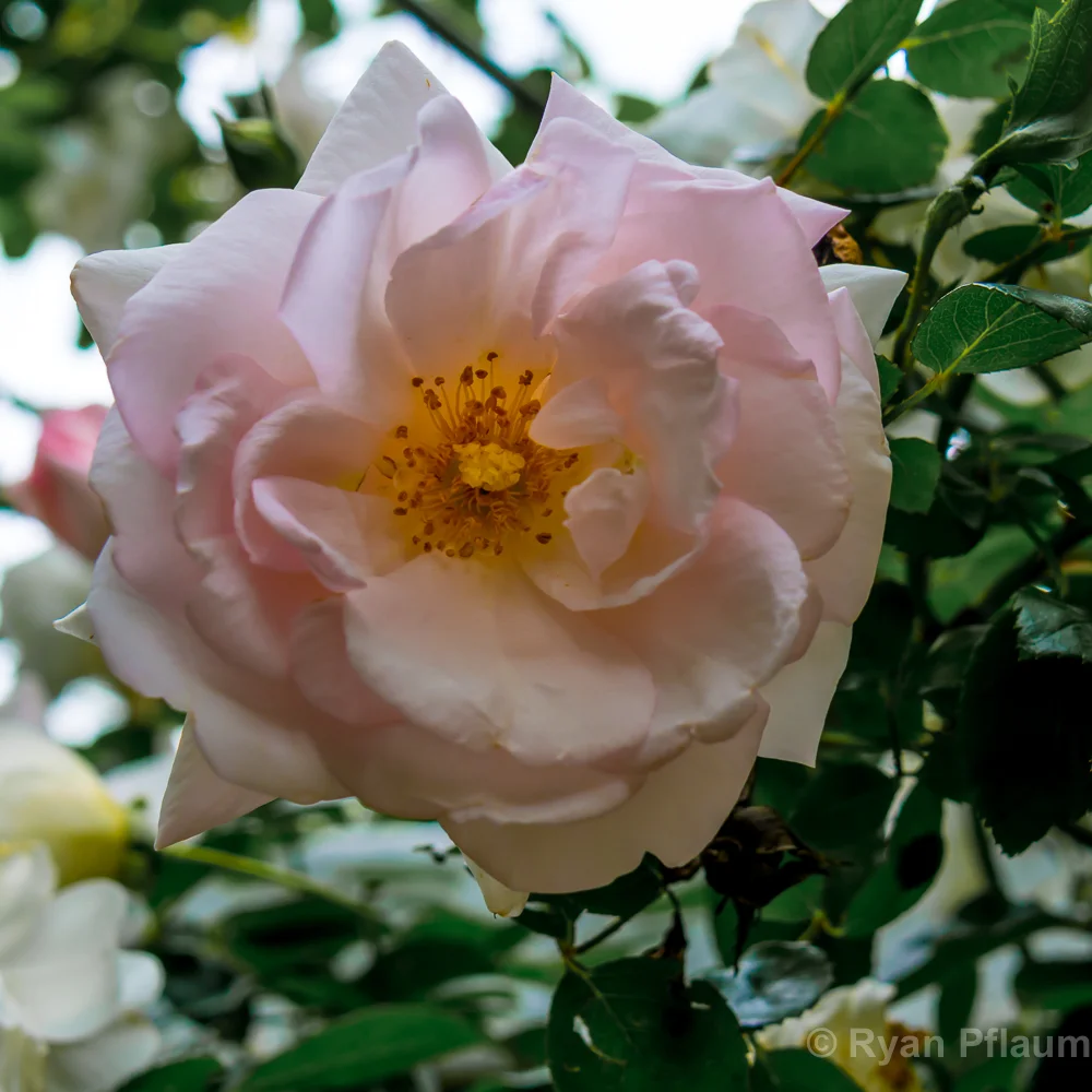 NYC_May-14.jpg