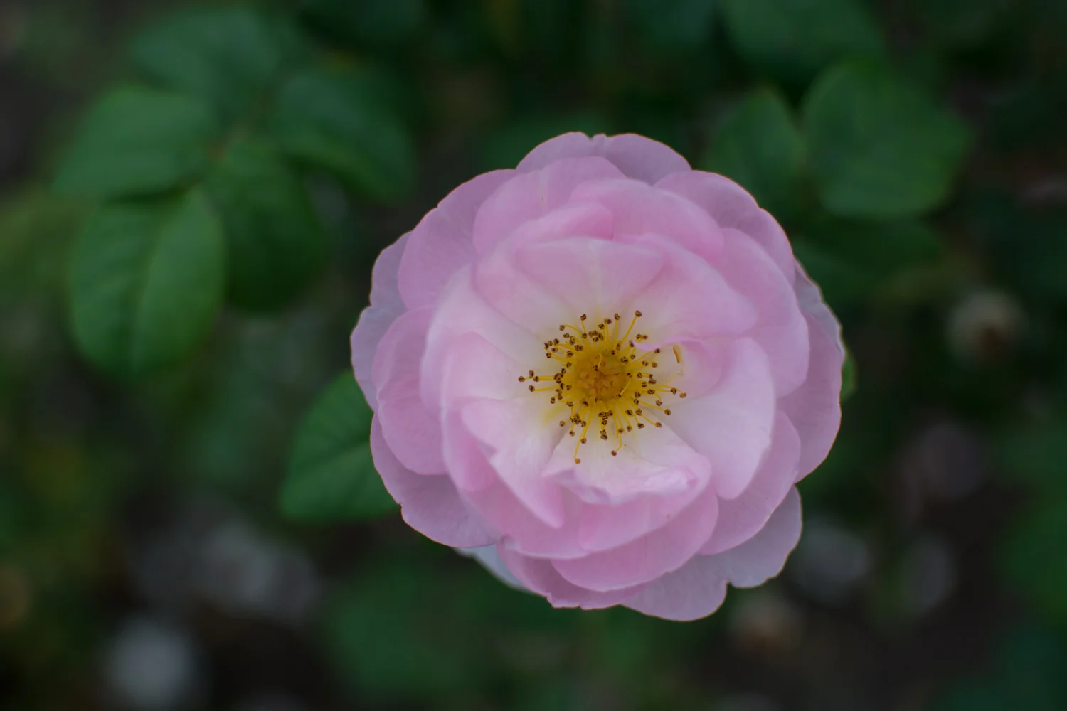 Botanical_Garden-5.jpg