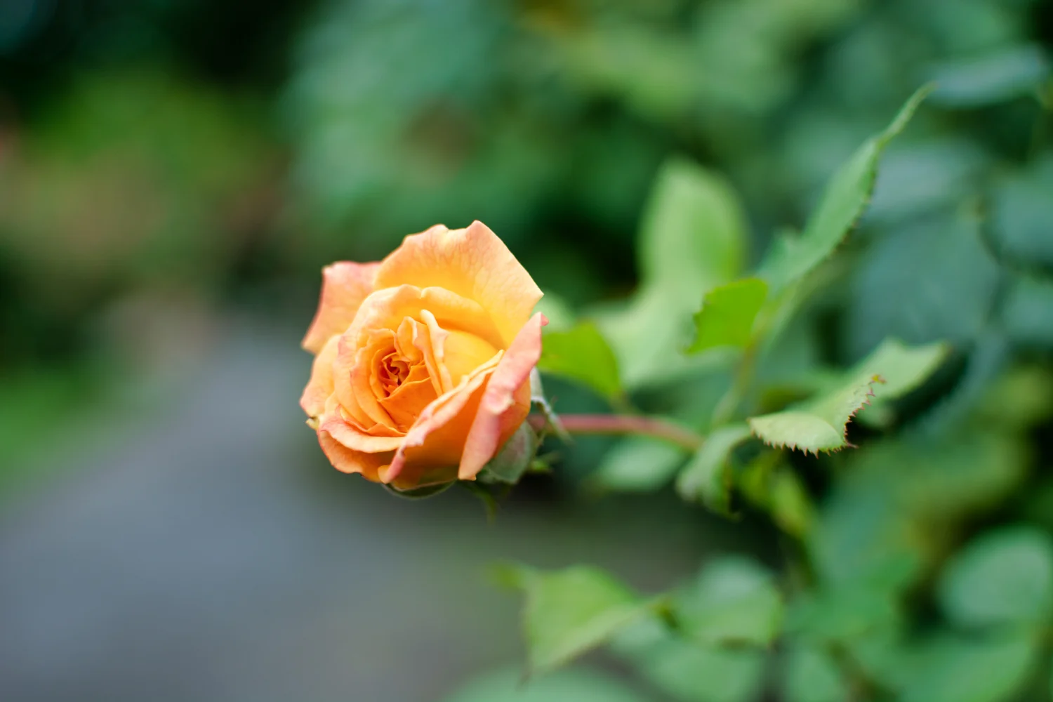 Botanical_Garden-6.jpg