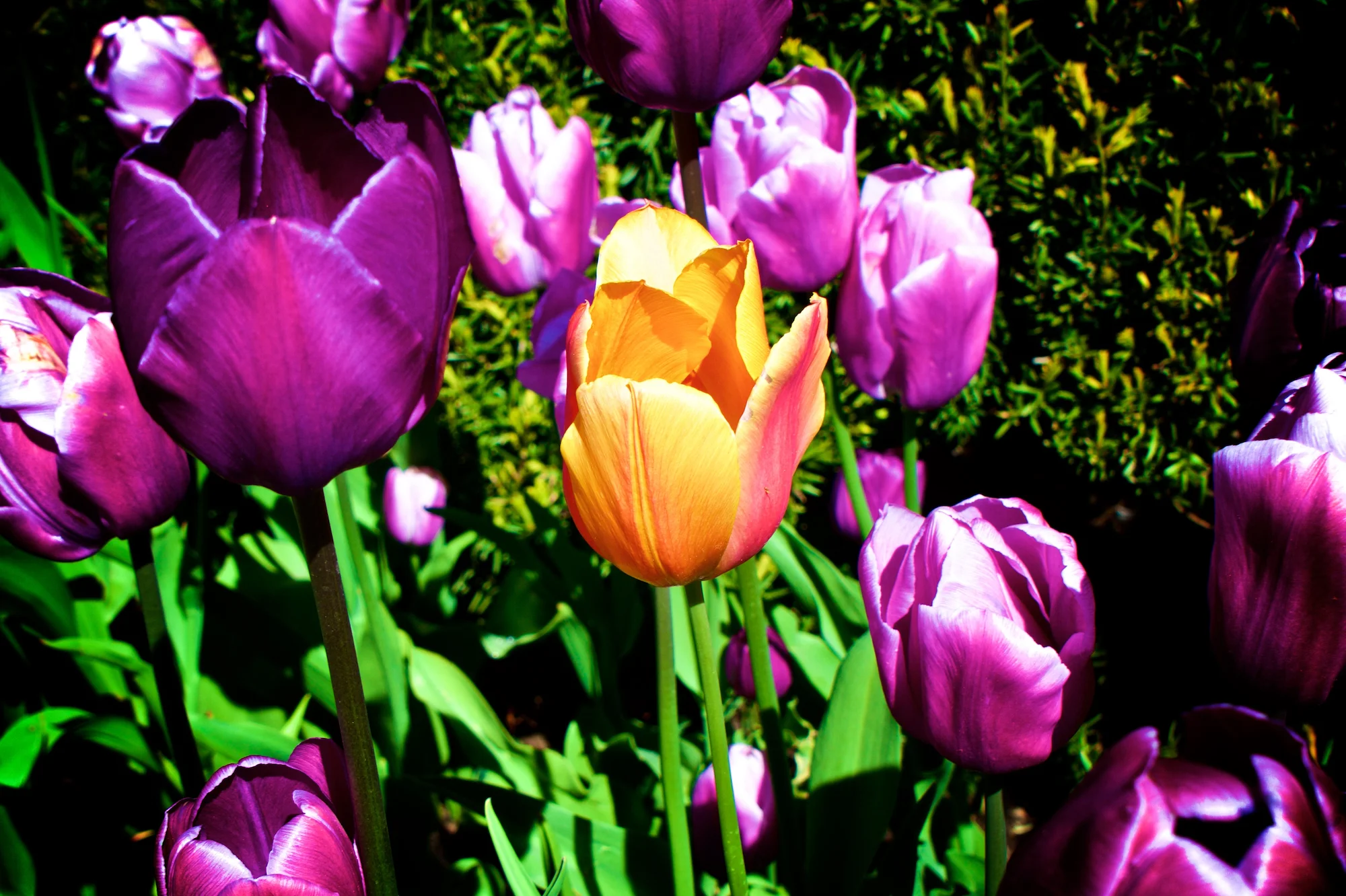 Europe_Highlights 105_2000px.jpg