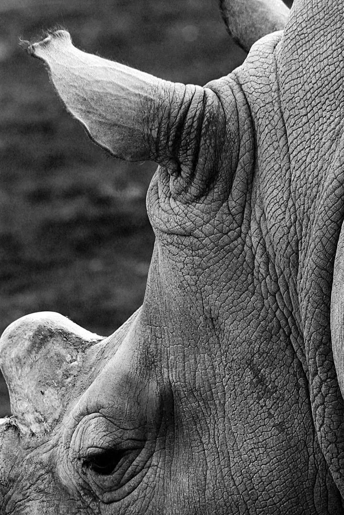 CJ_Powell_Photographer_ProjectPowell_Chuck_Old Rino.jpg
