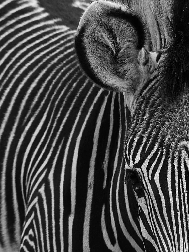 CJ_Powell_Photographer_ProjectPowell_Chuck_Stripes.jpg