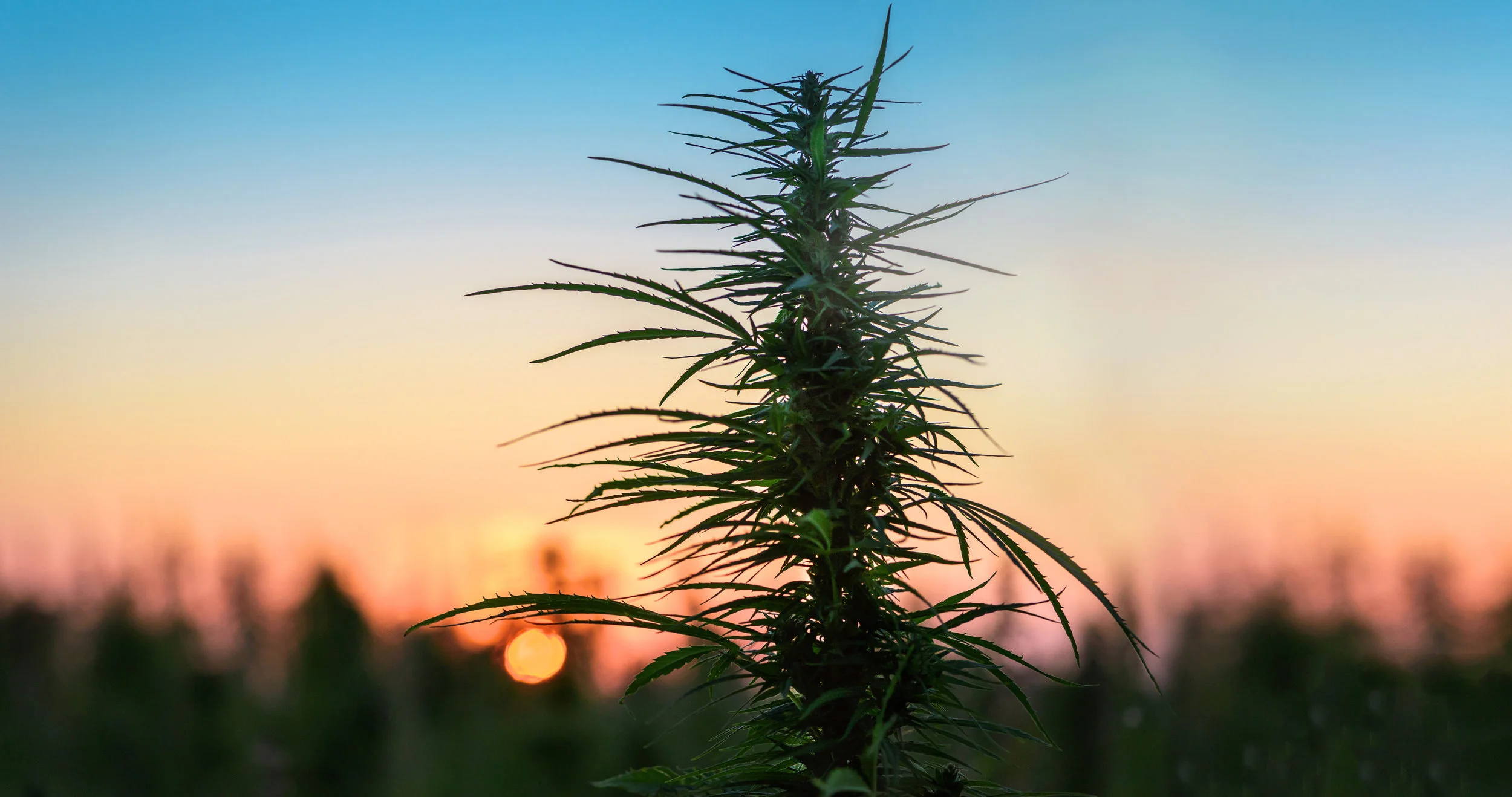 Where-does-cannabis-grow-in-the-wild-4k-2.jpg