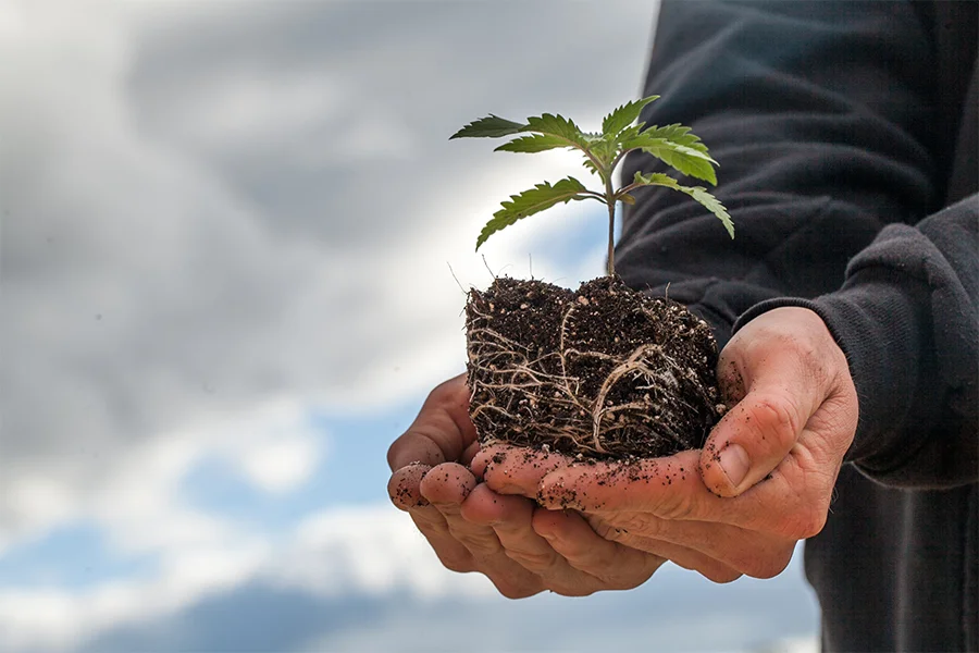 Cannabis plant root.jpg