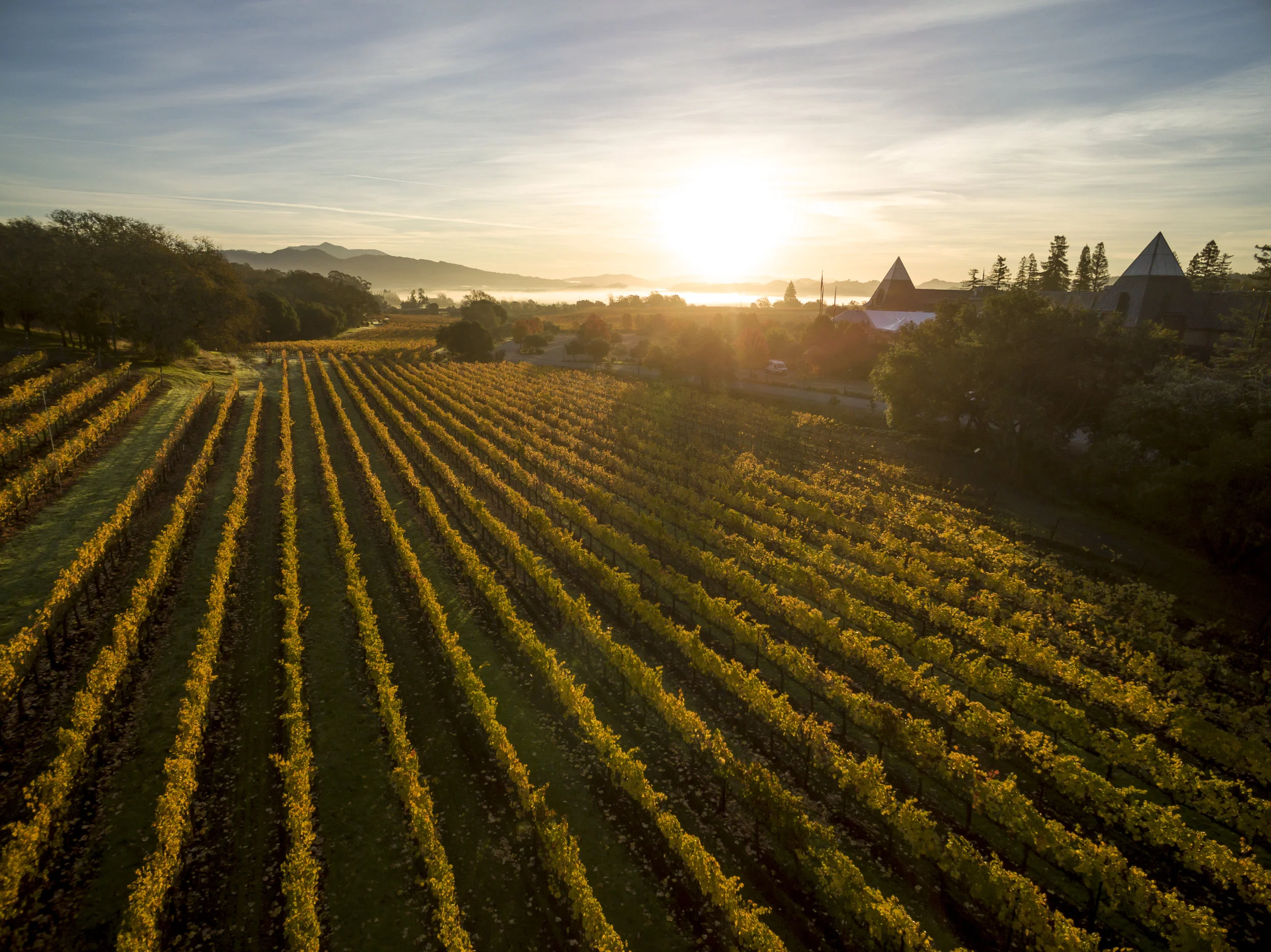 Coppola Winery horizon.jpg