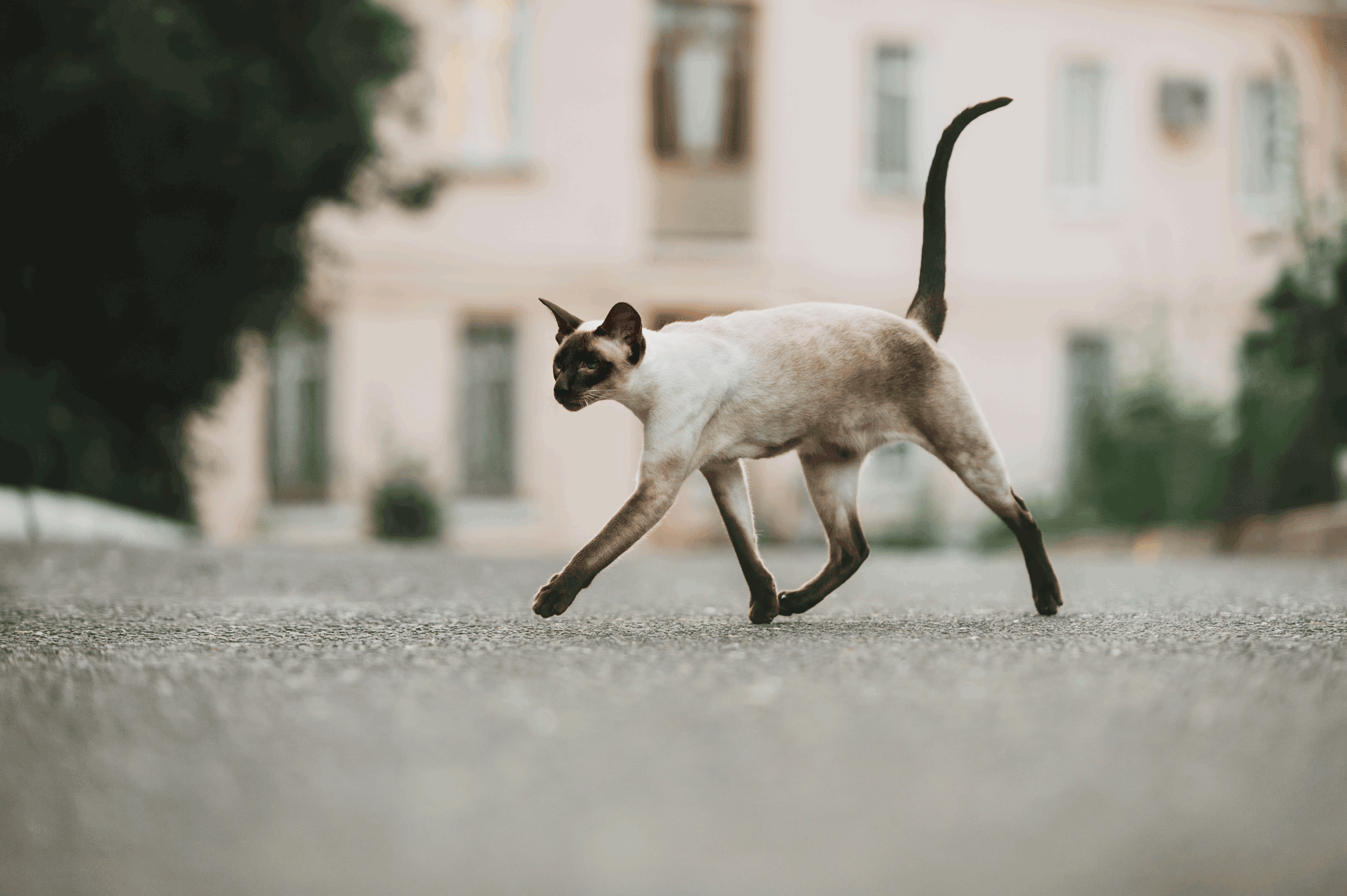 siamesewalking.gif