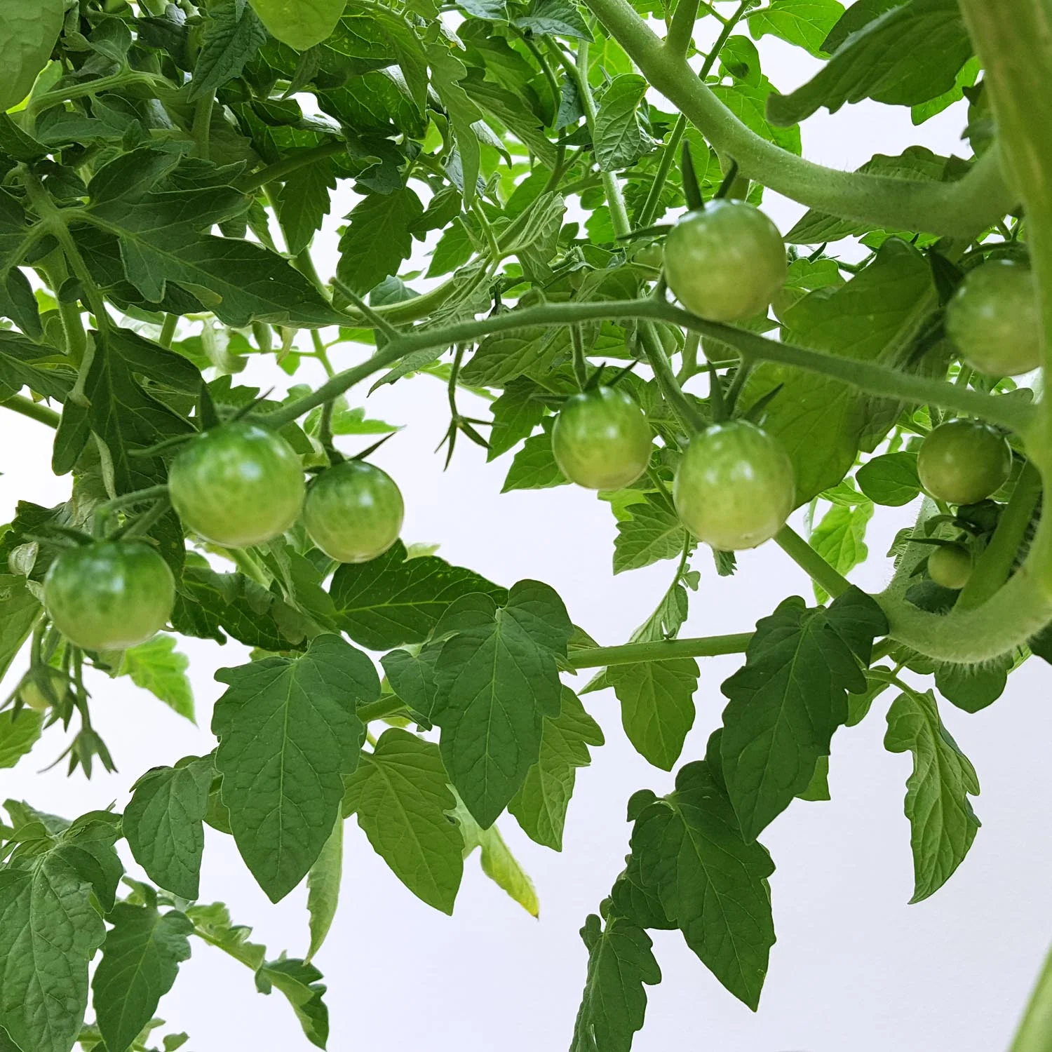 CherryTomatoes.jpg