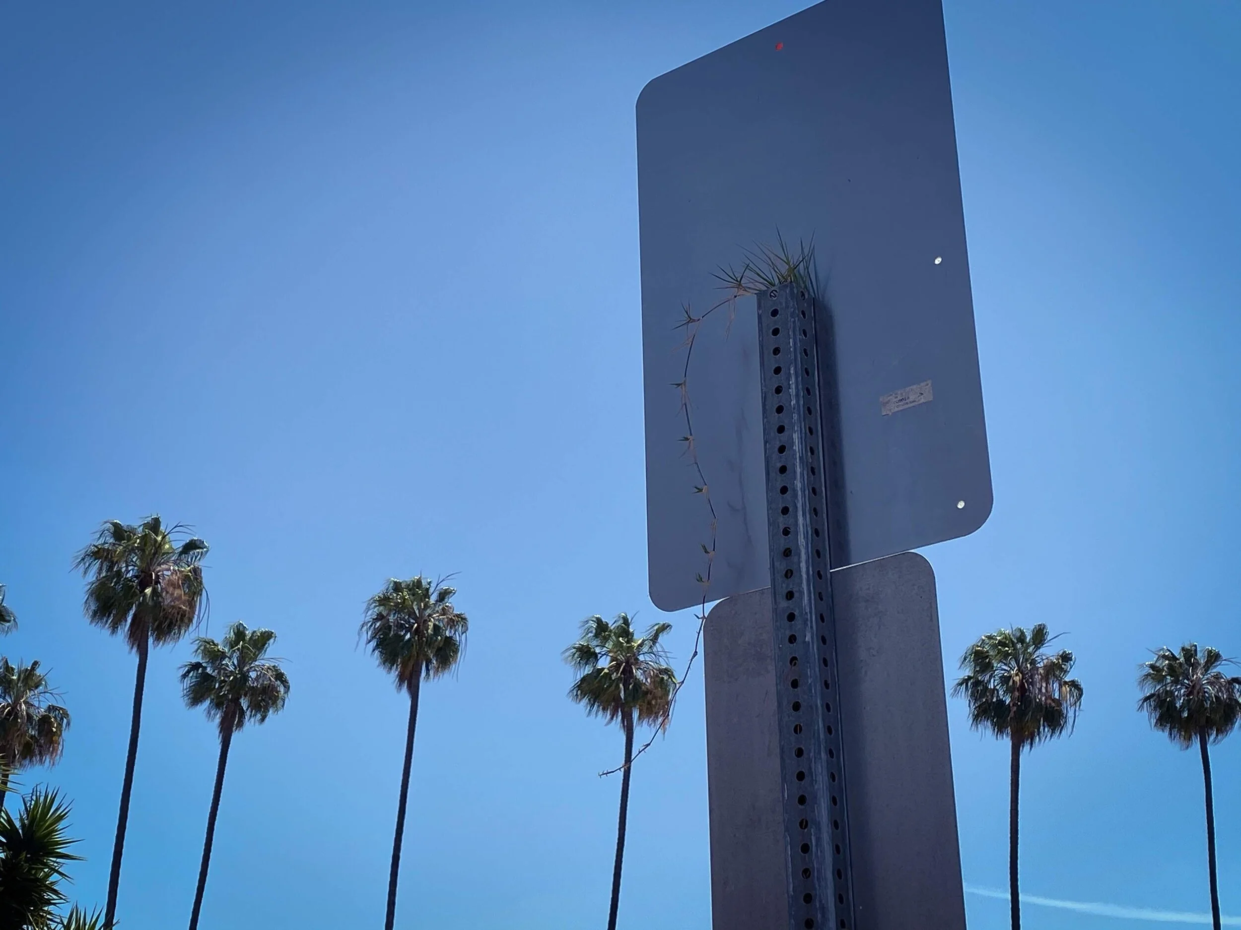 Being a City Plant
