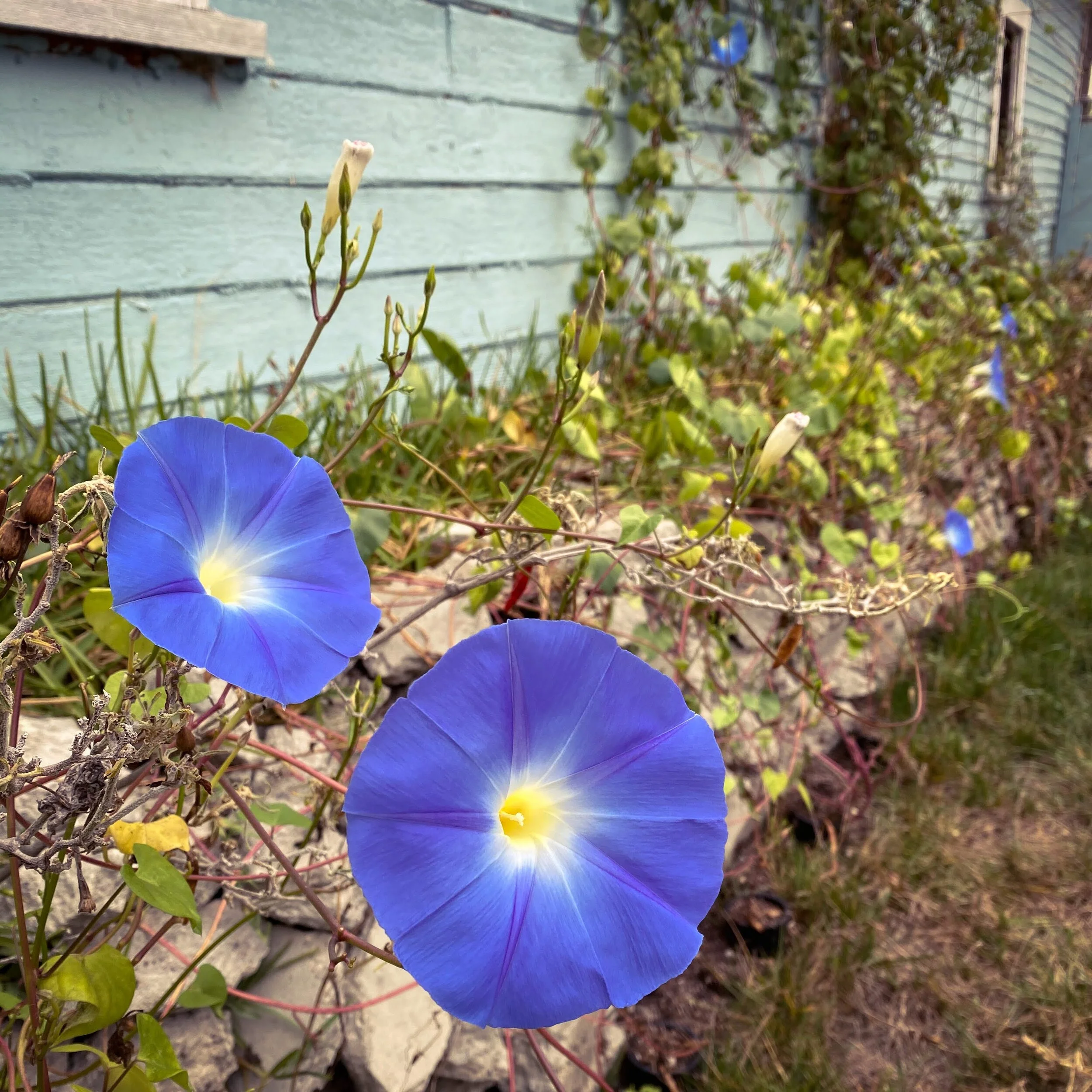 Life in a Garden