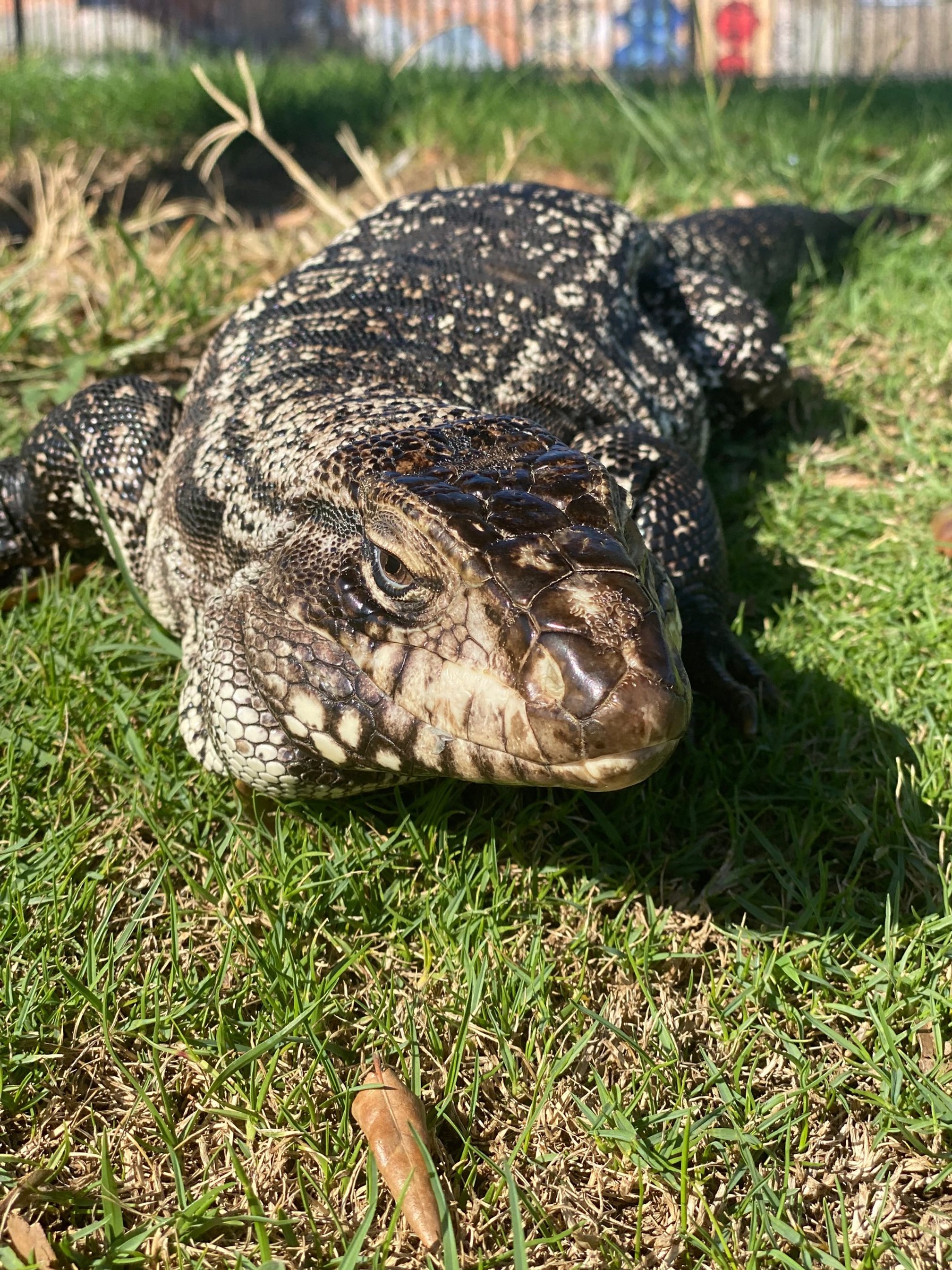 Jessica - Tegu