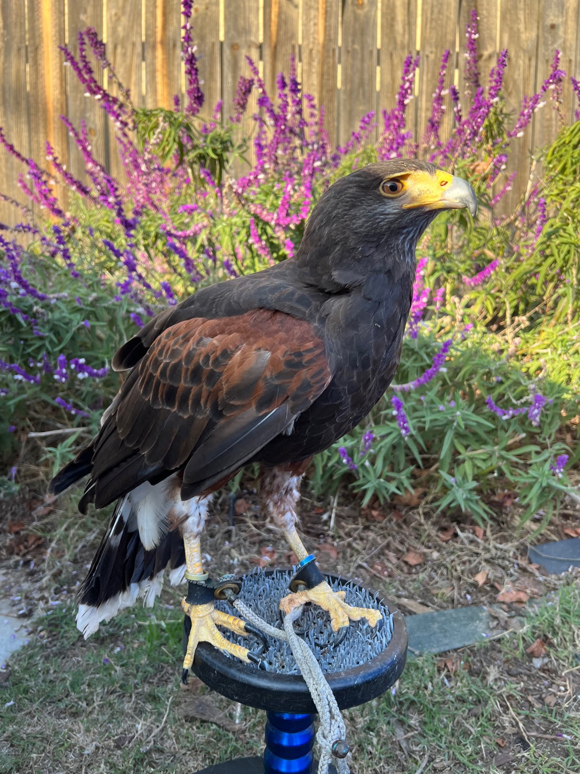 Luna - Harris Hawk