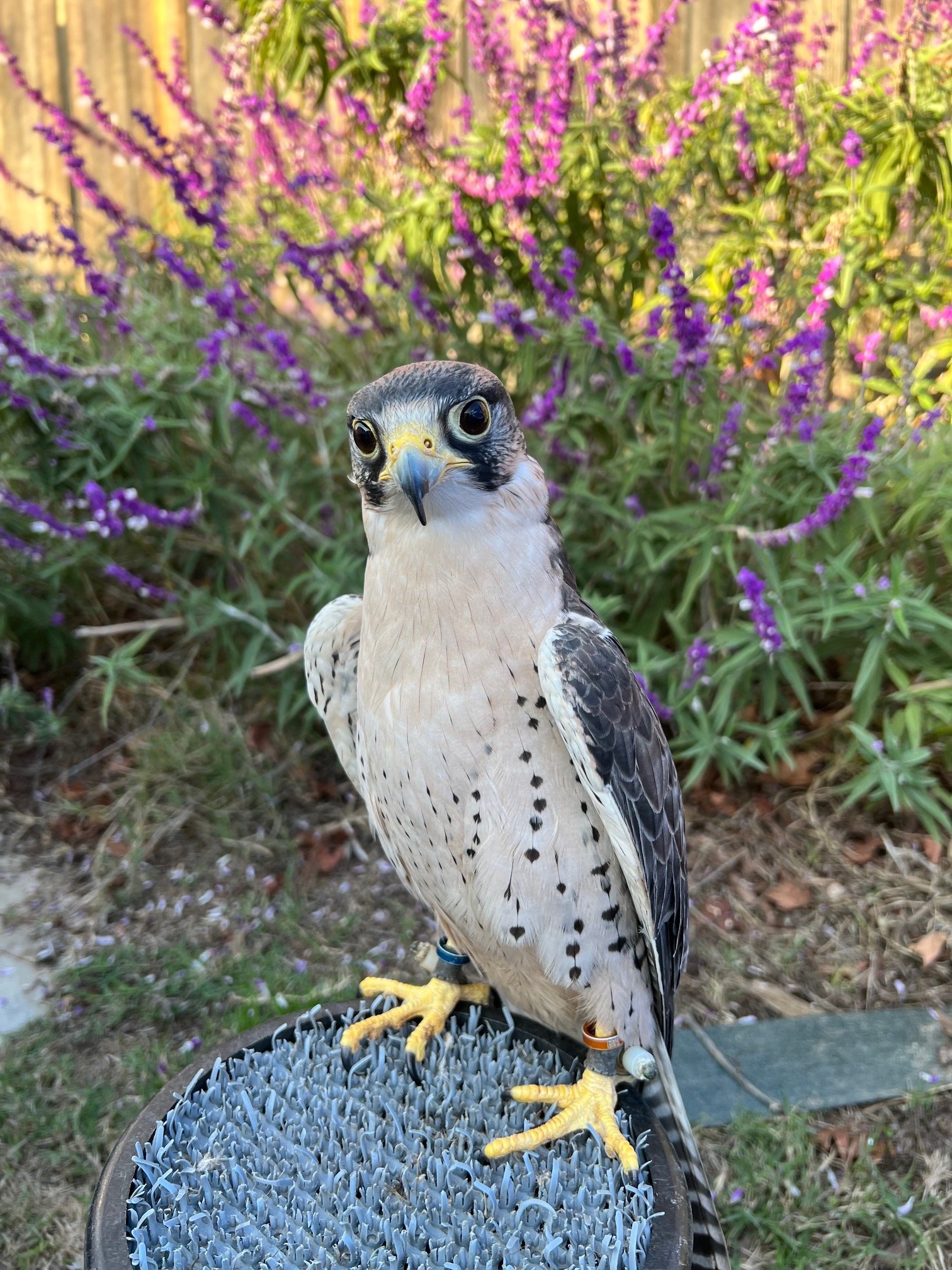 Marty - Lanner Falcon