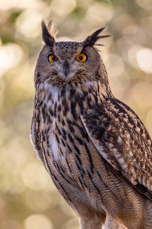 Ollie - Eurasian Eagle Owl